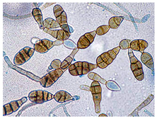 Biology 14 00911 i007