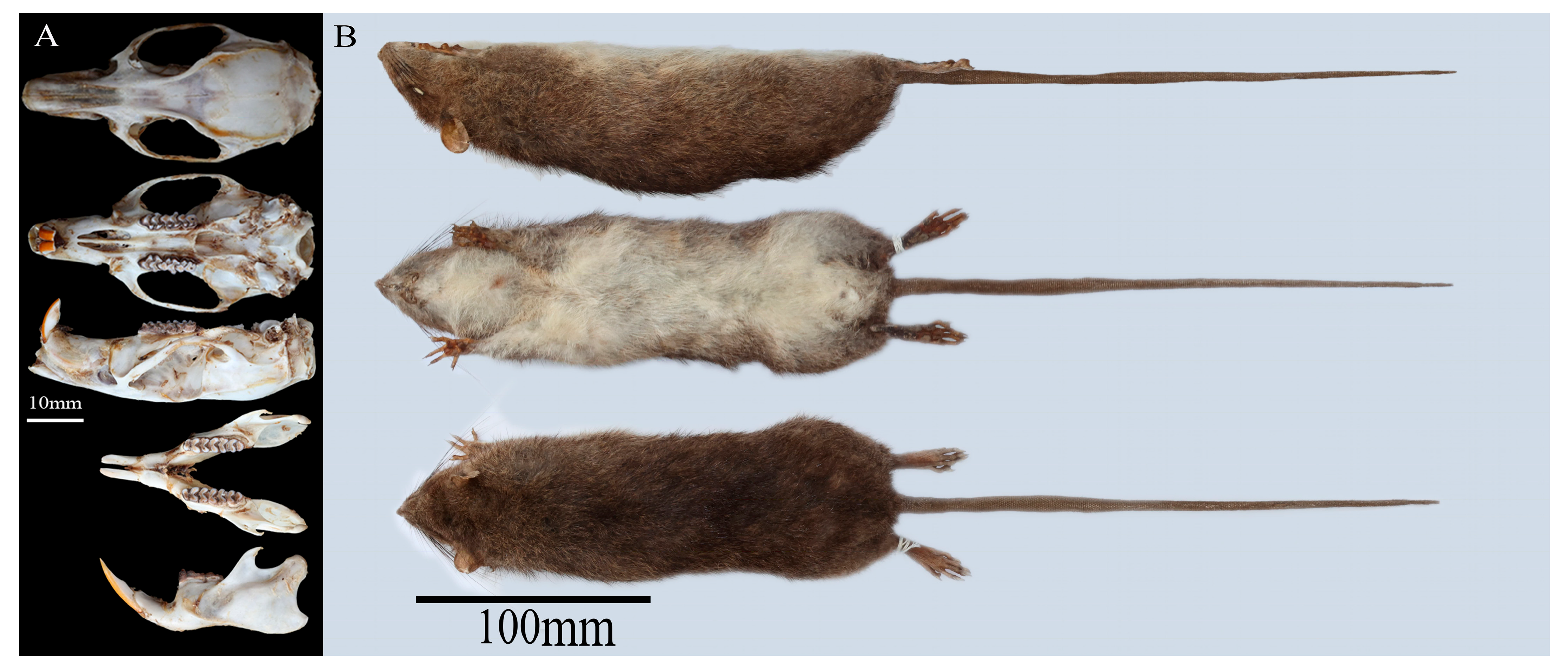 Biology 14 00948 g002