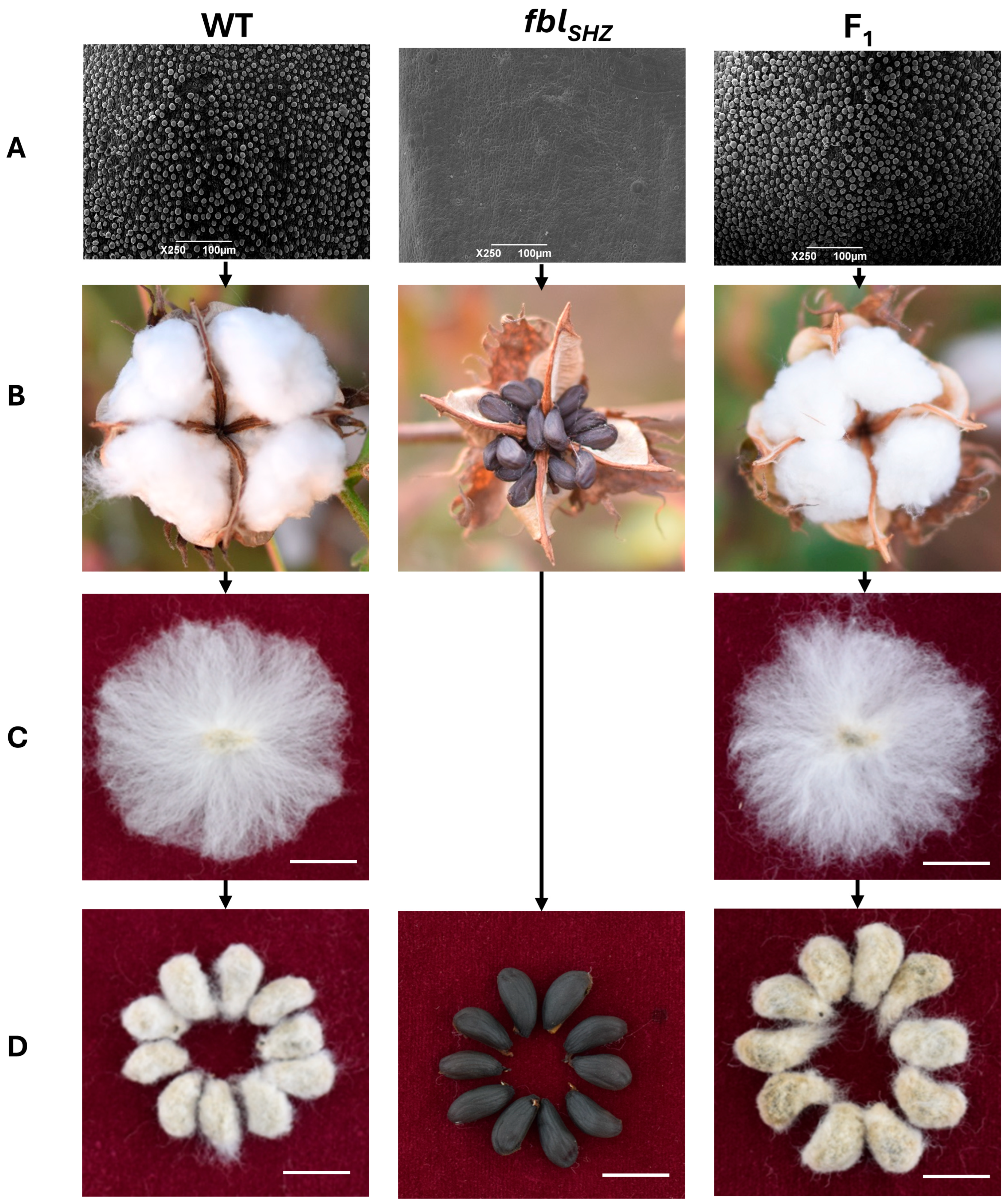 Biology 14 00983 g001