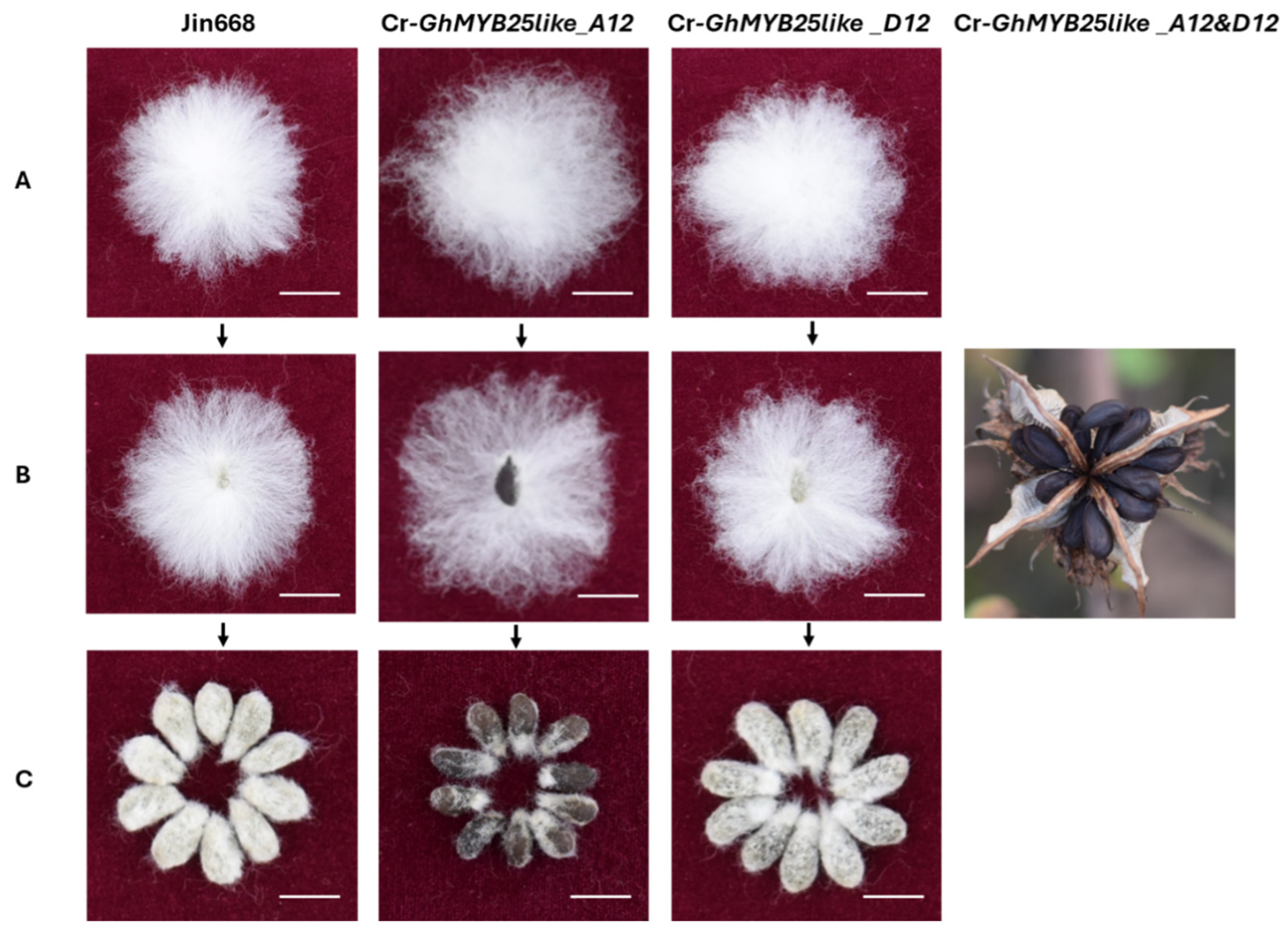 Biology 14 00983 g004