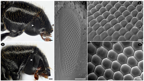 Biology 14 01032 g001