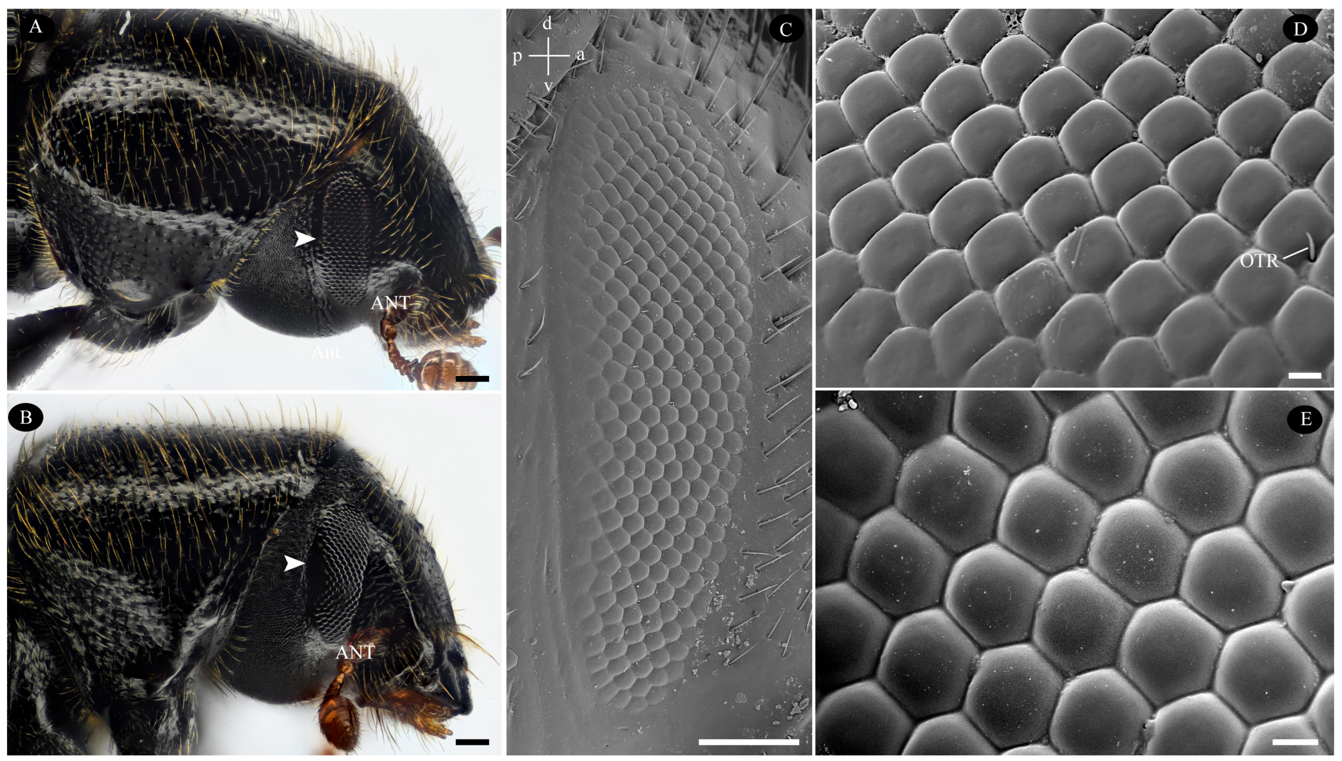 Biology 14 01032 g001