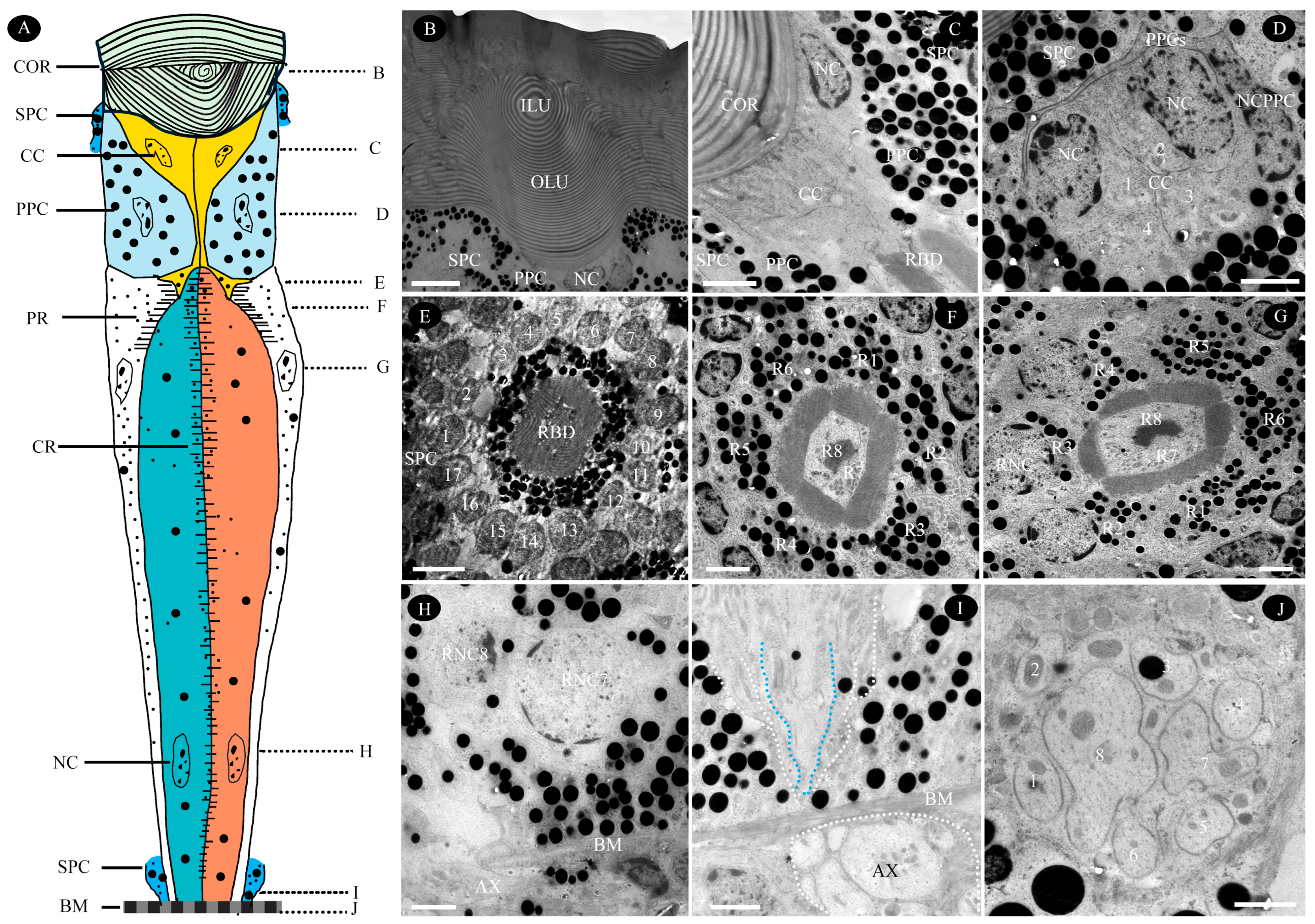 Biology 14 01032 g003