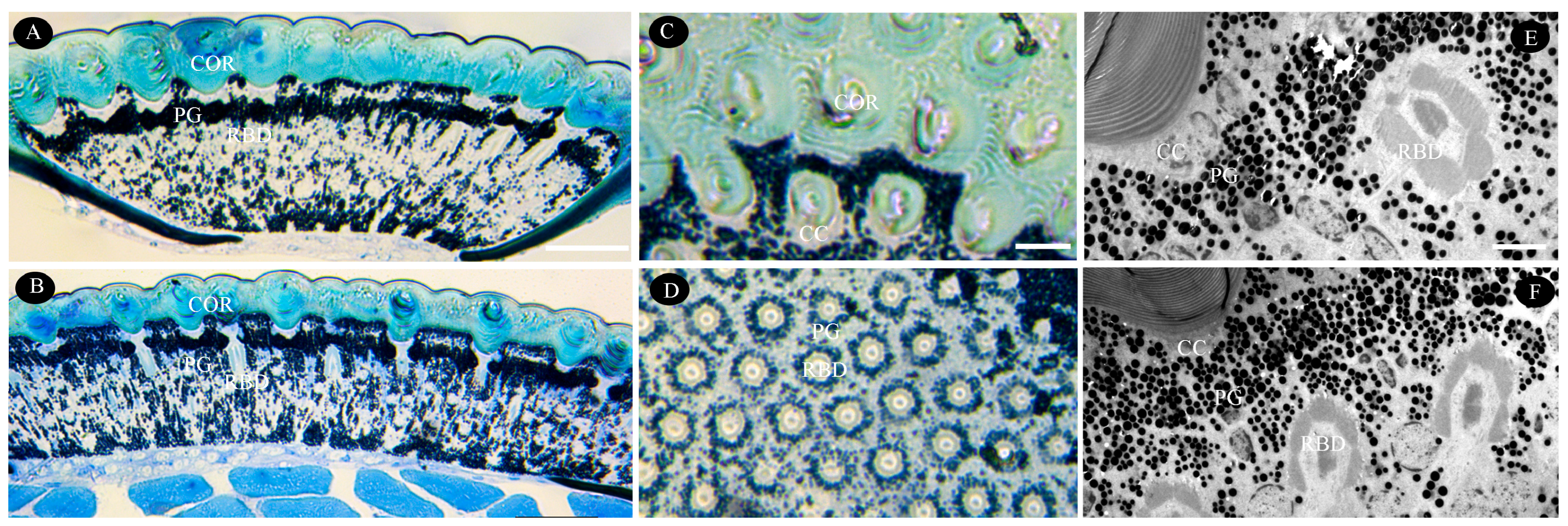 Biology 14 01032 g004