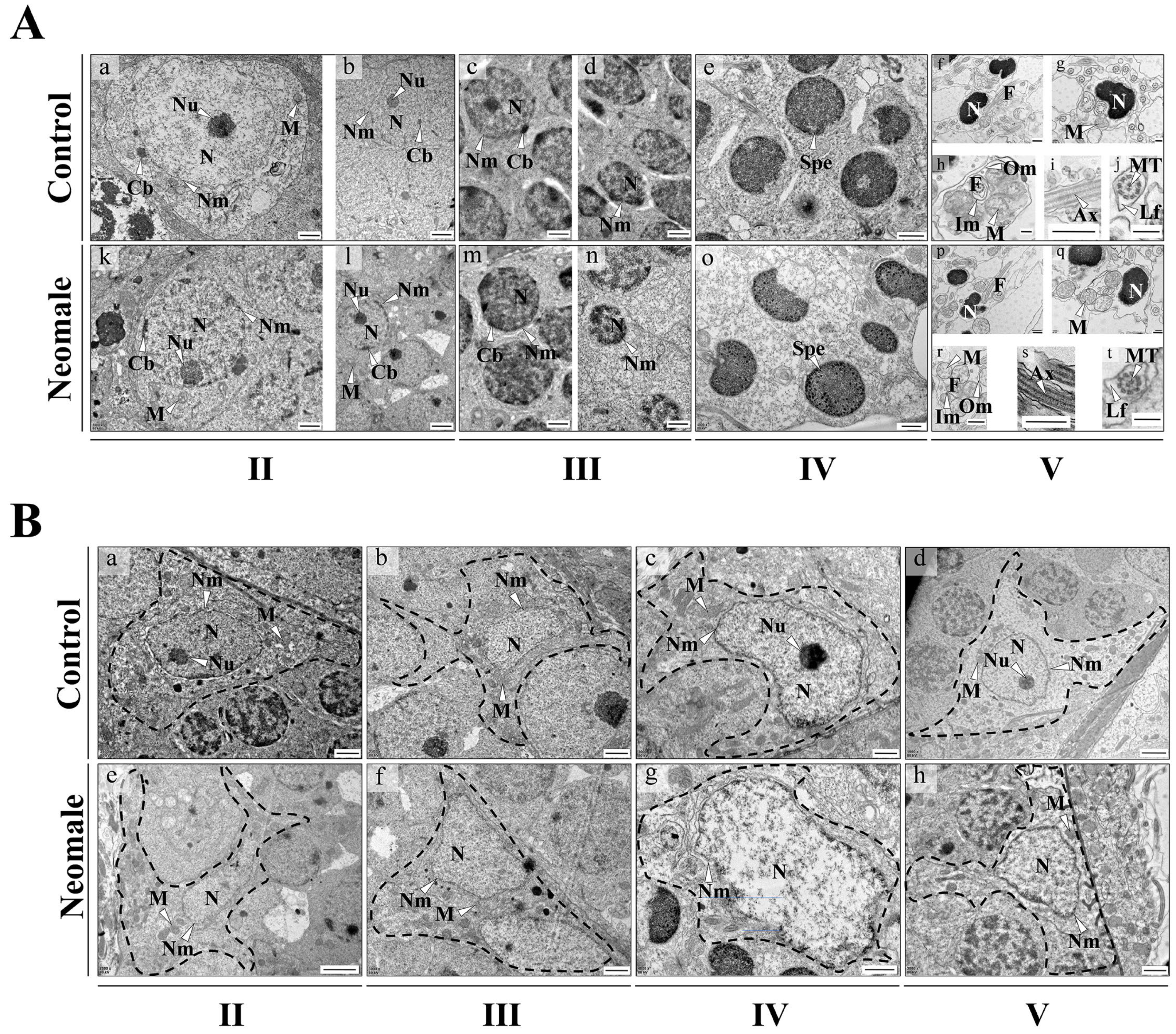 Biology 14 01054 g004 Biology 14 01054 g004