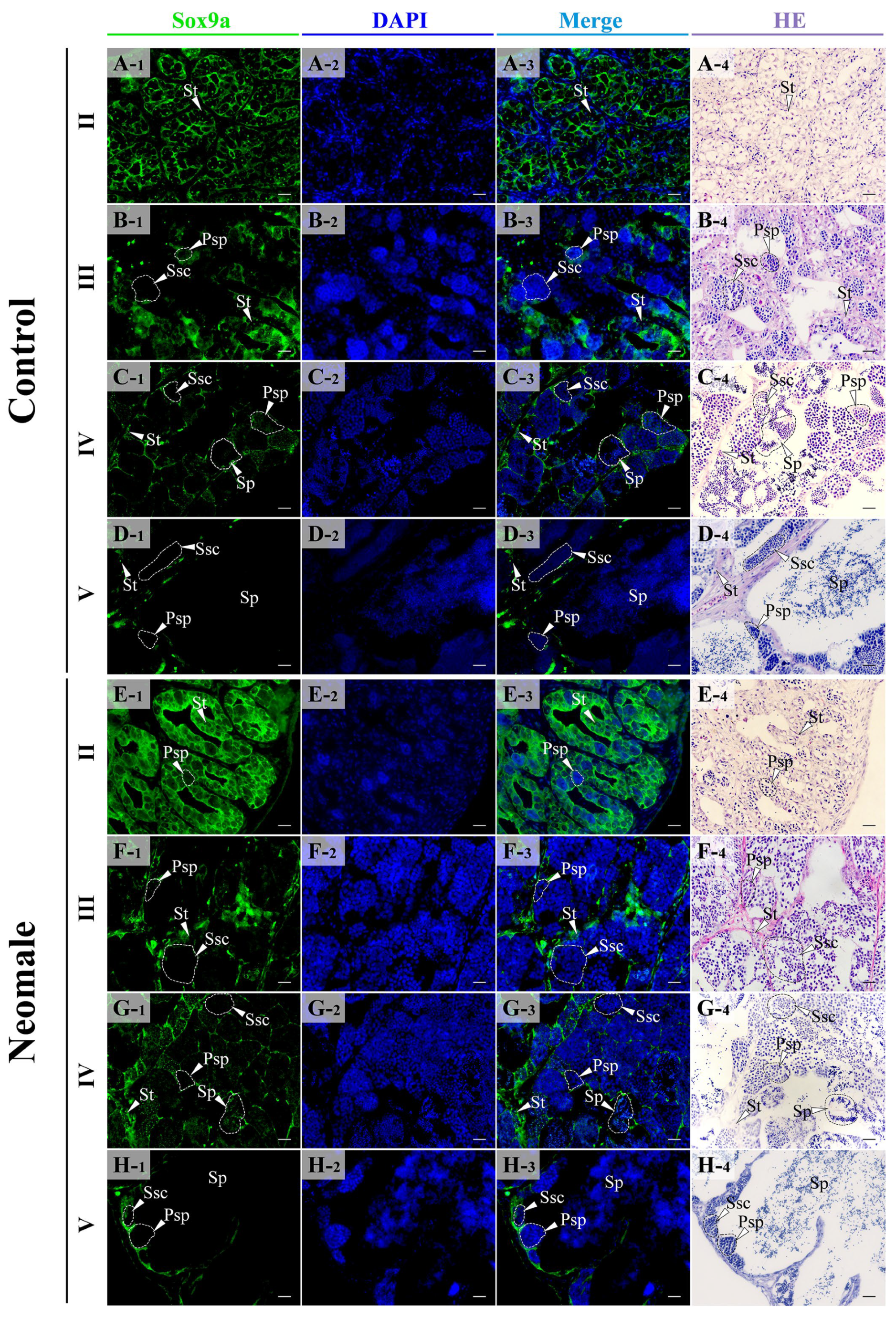 Biology 14 01054 g006 Biology 14 01054 g006
