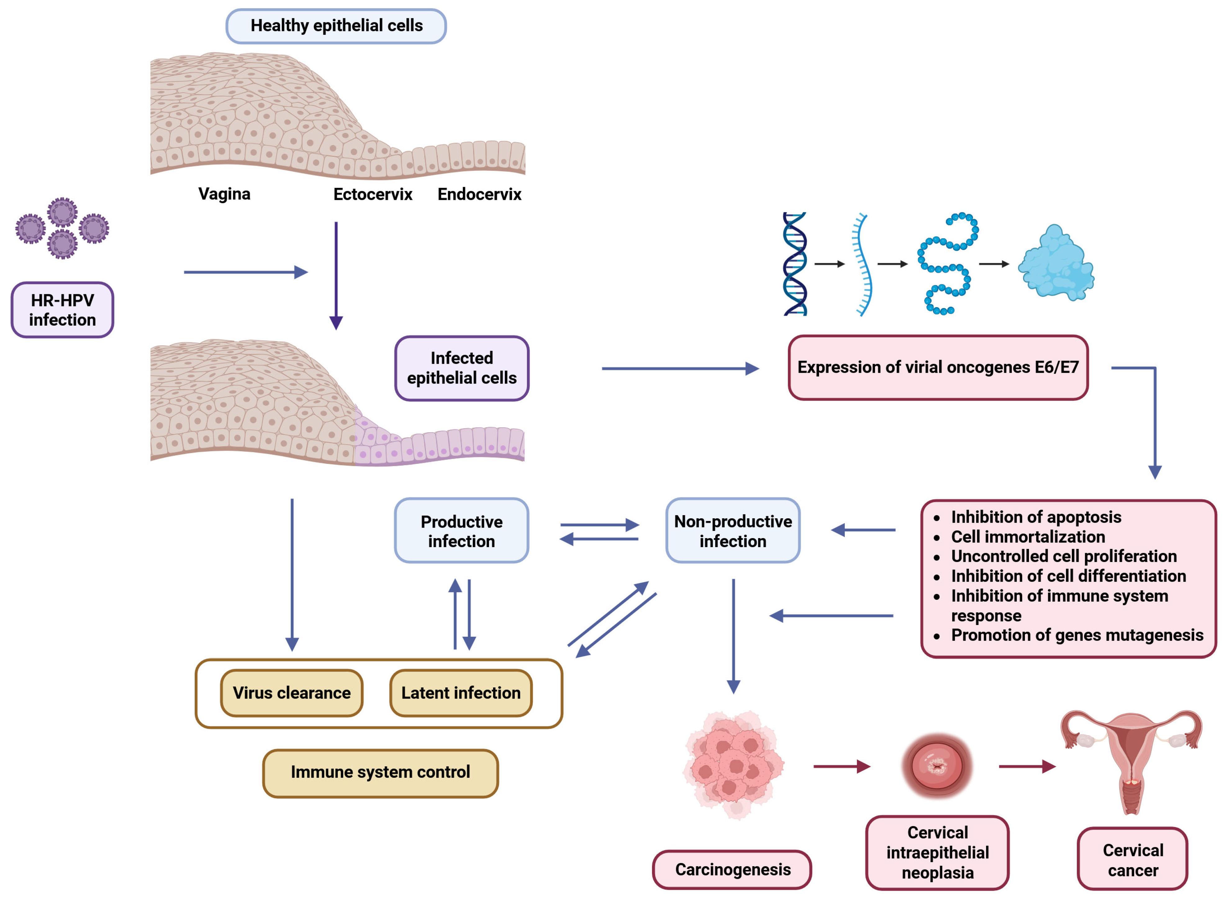 Biology 14 01081 g001
