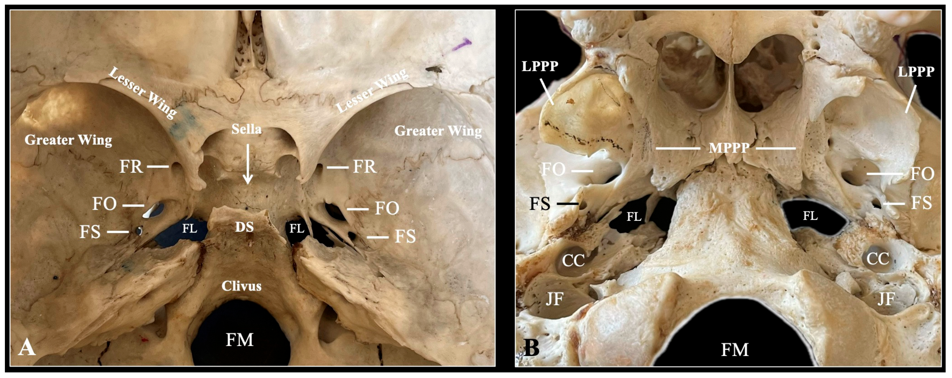 Biology 14 01090 g002