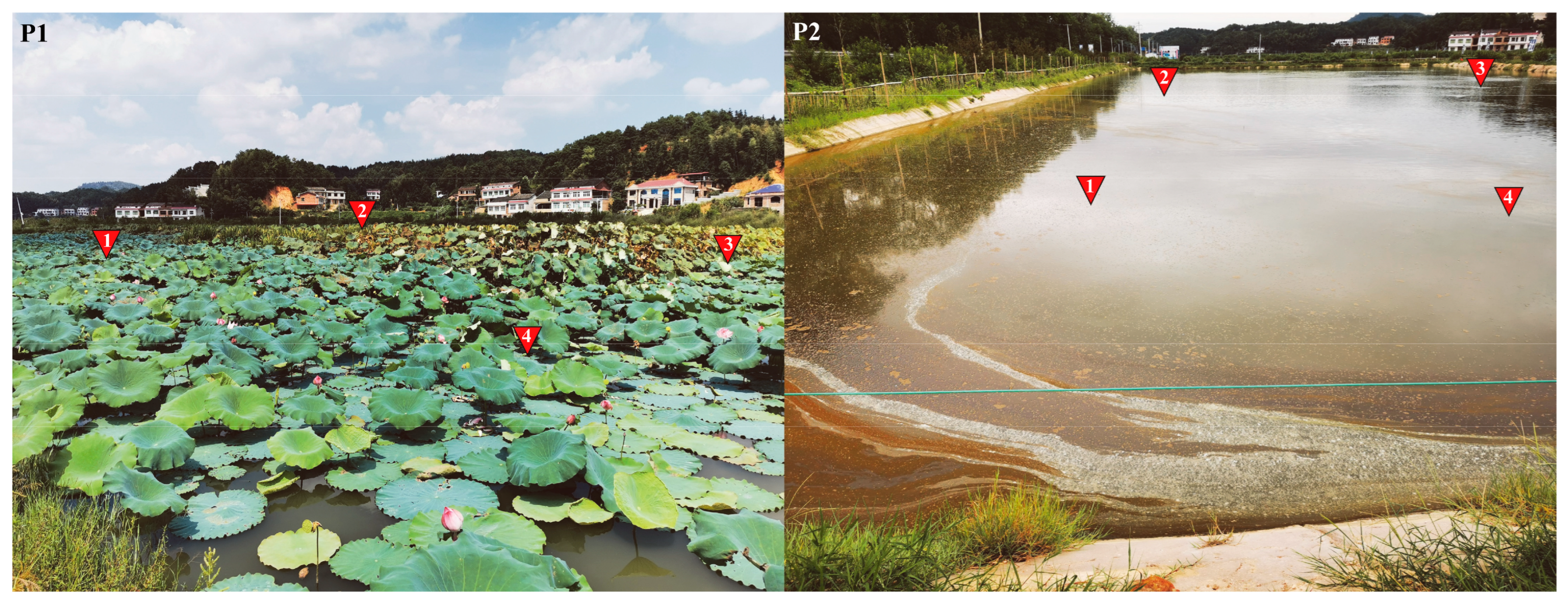 Biology 14 01092 g001