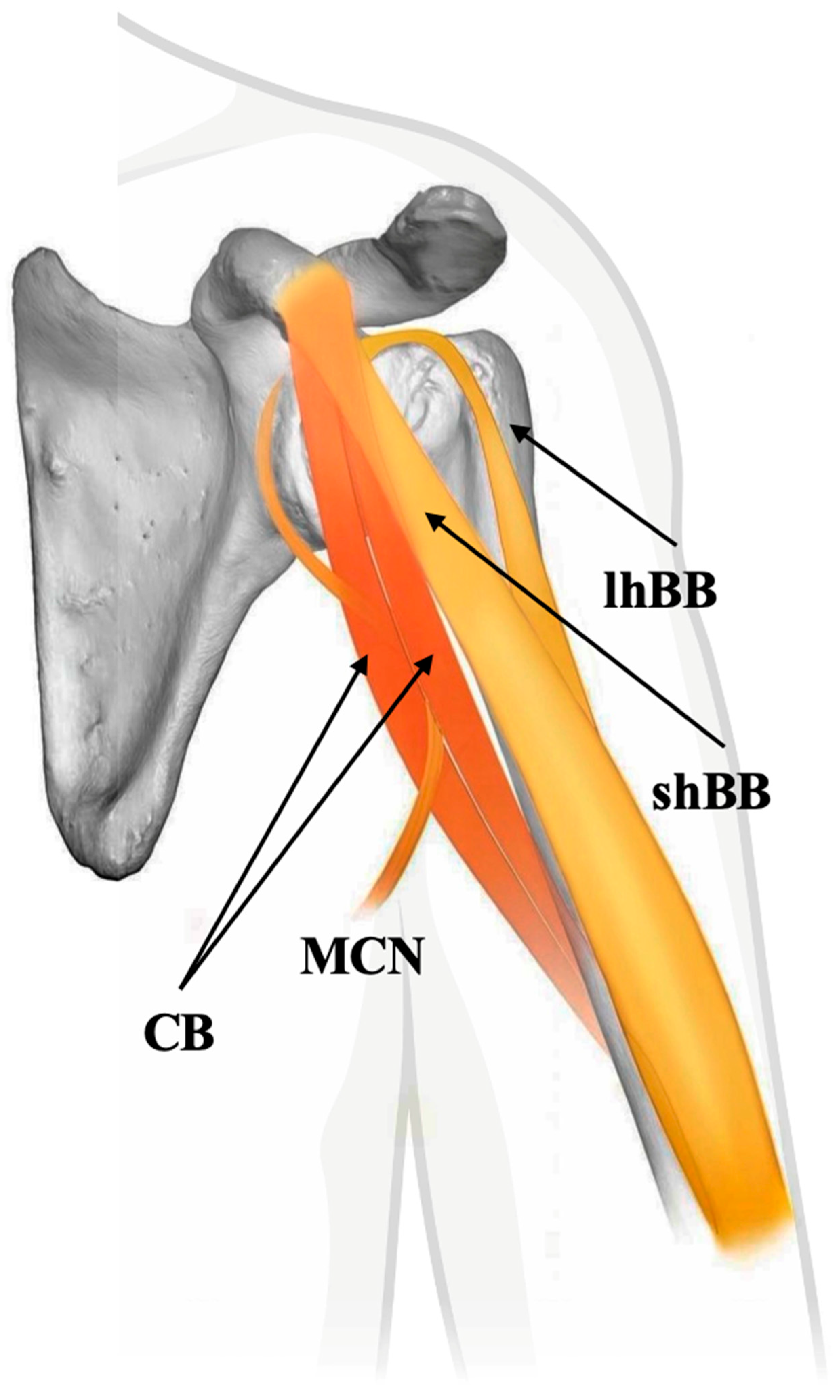Biology 14 01113 g002