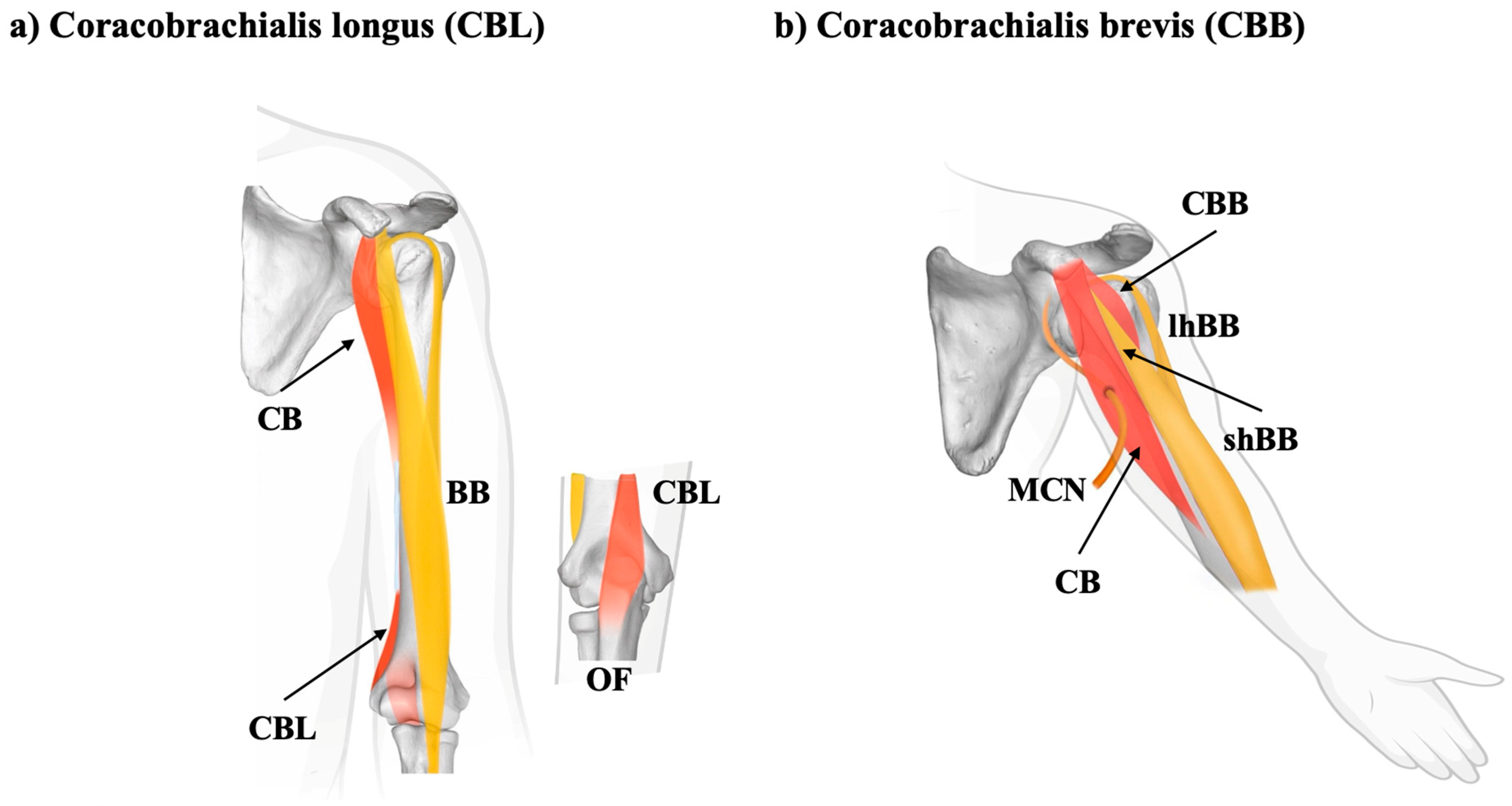 Biology 14 01113 g003