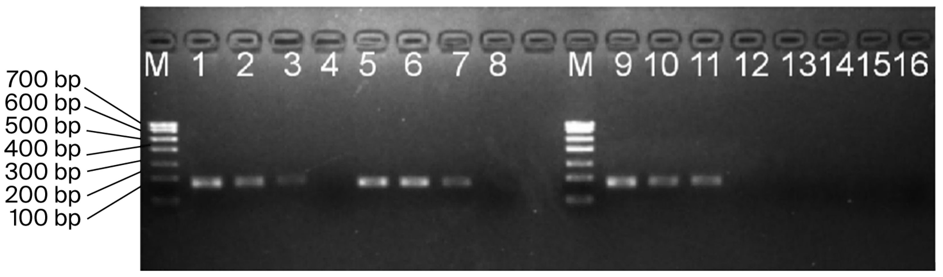 Biology 14 01144 g002 Biology 14 01144 g002