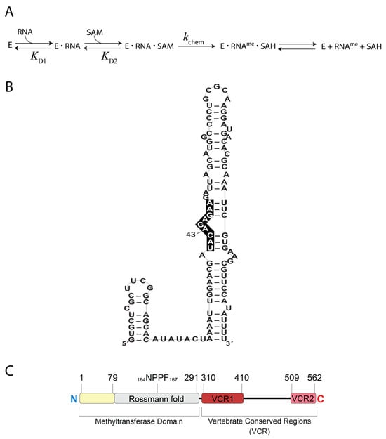 Biology 14 01145 g001