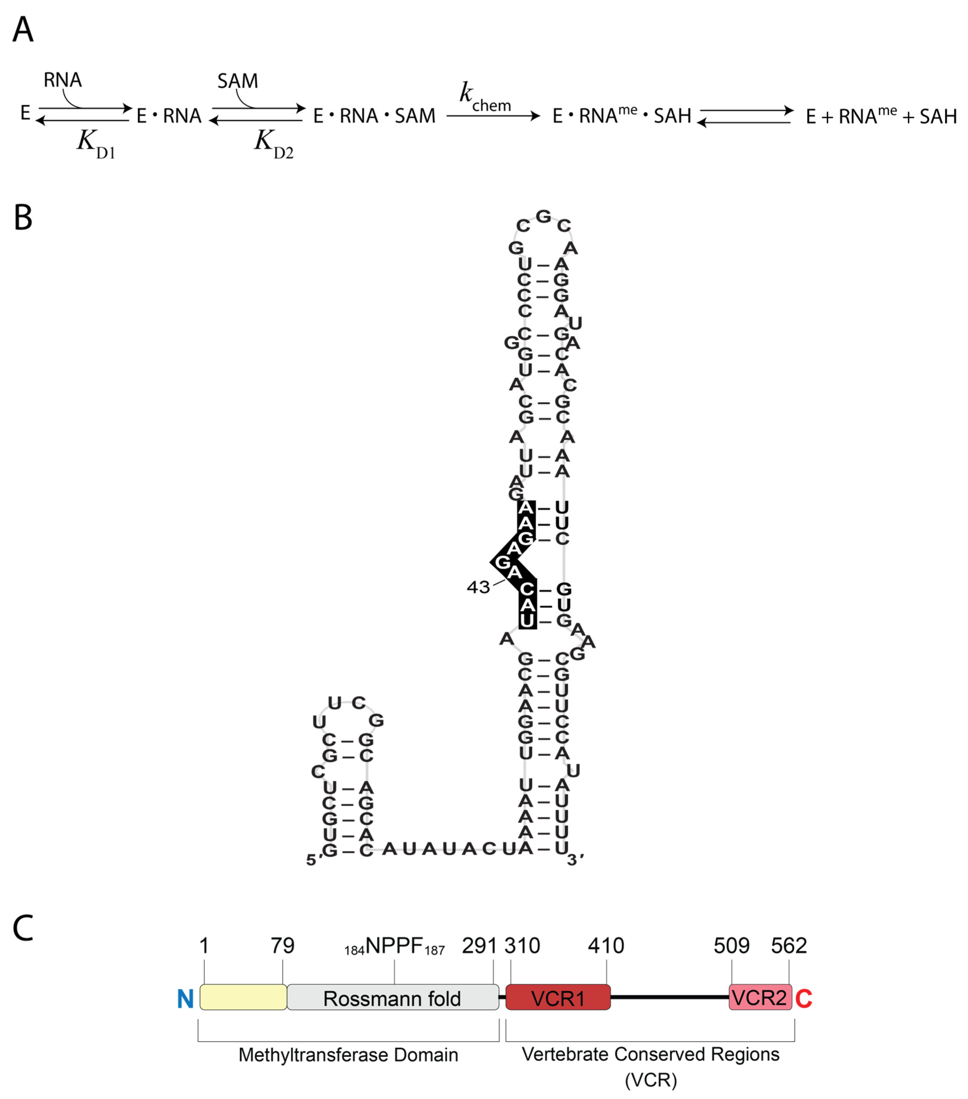 Biology 14 01145 g001