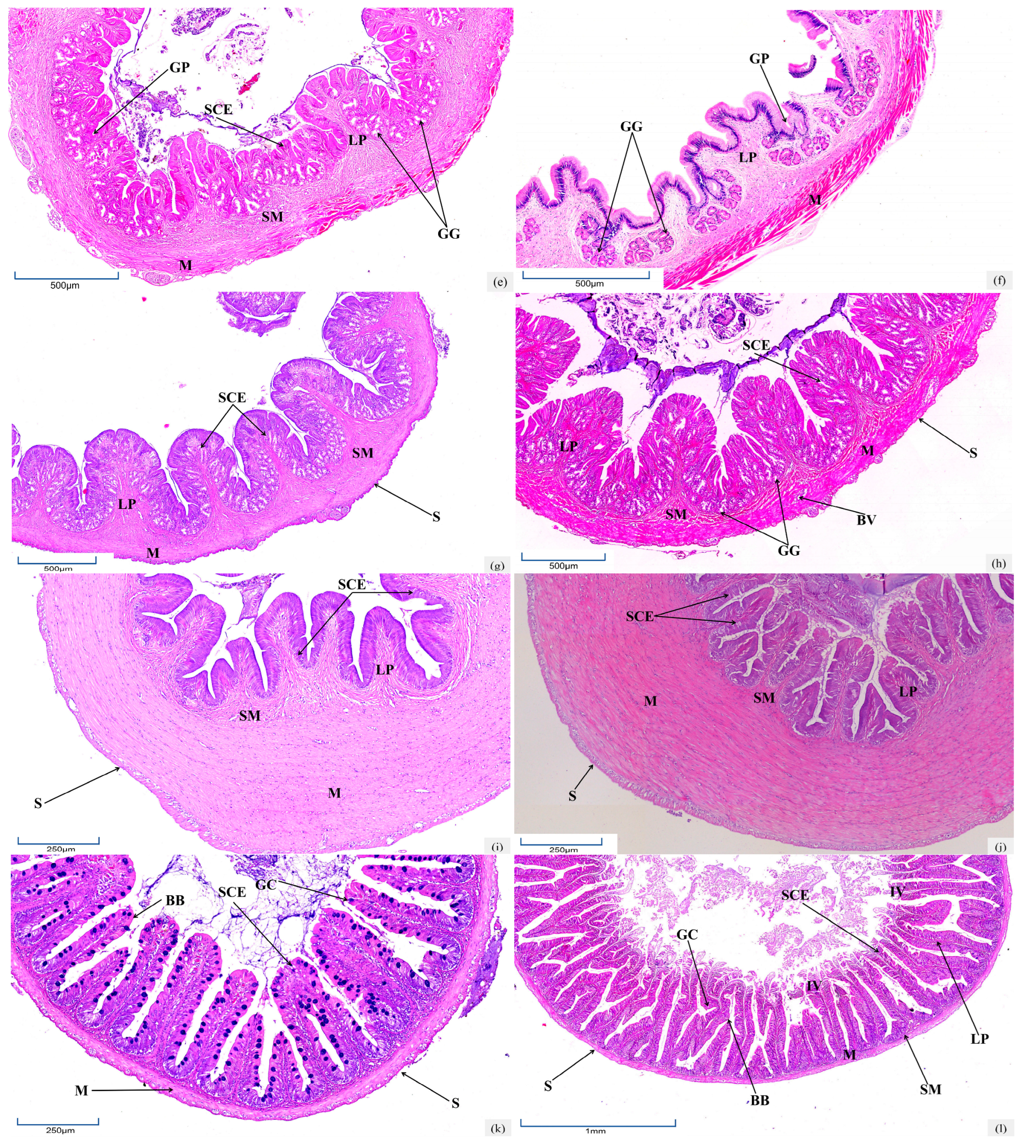 Biology 14 01187 g001b
