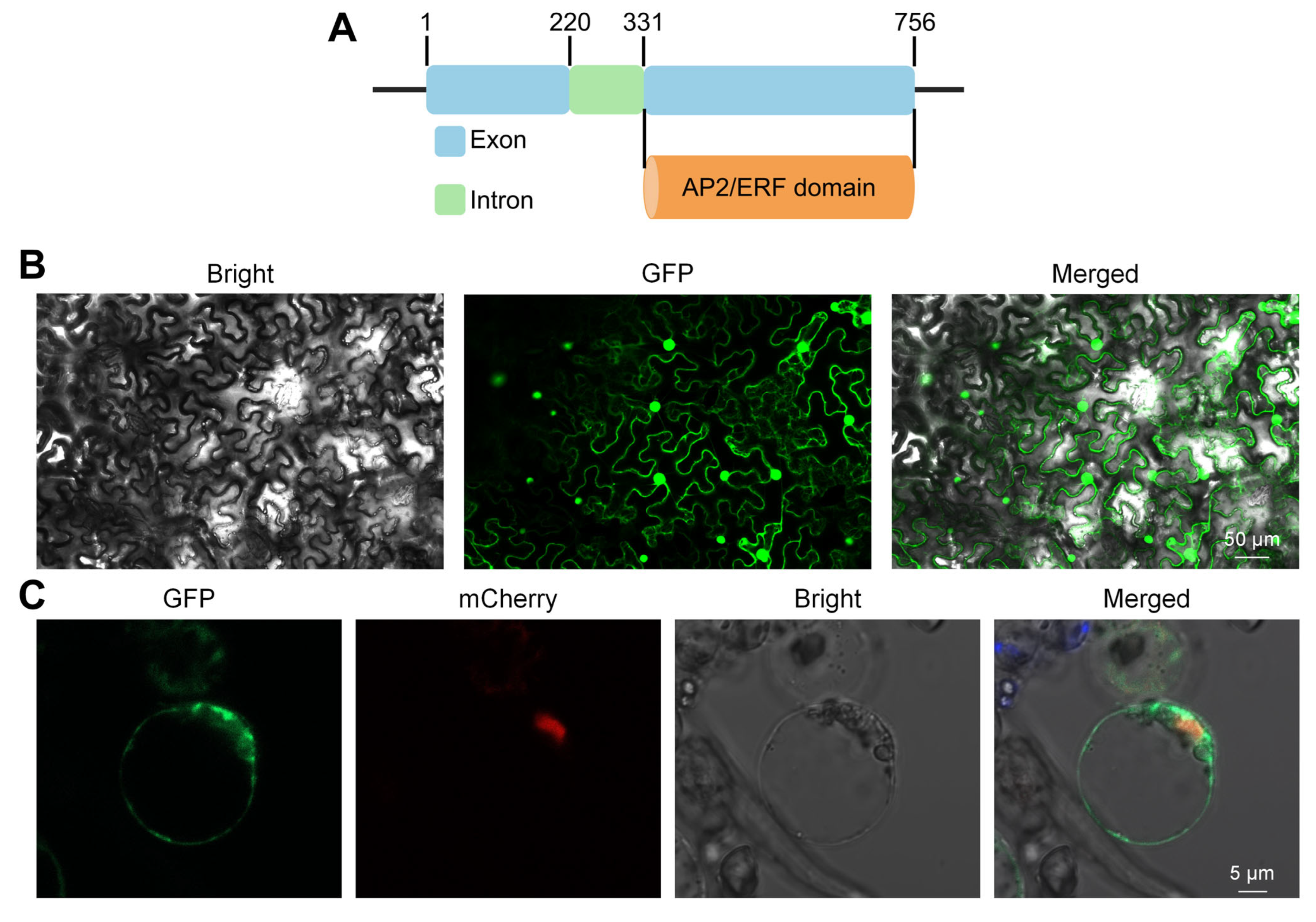 Biology 14 01218 g007