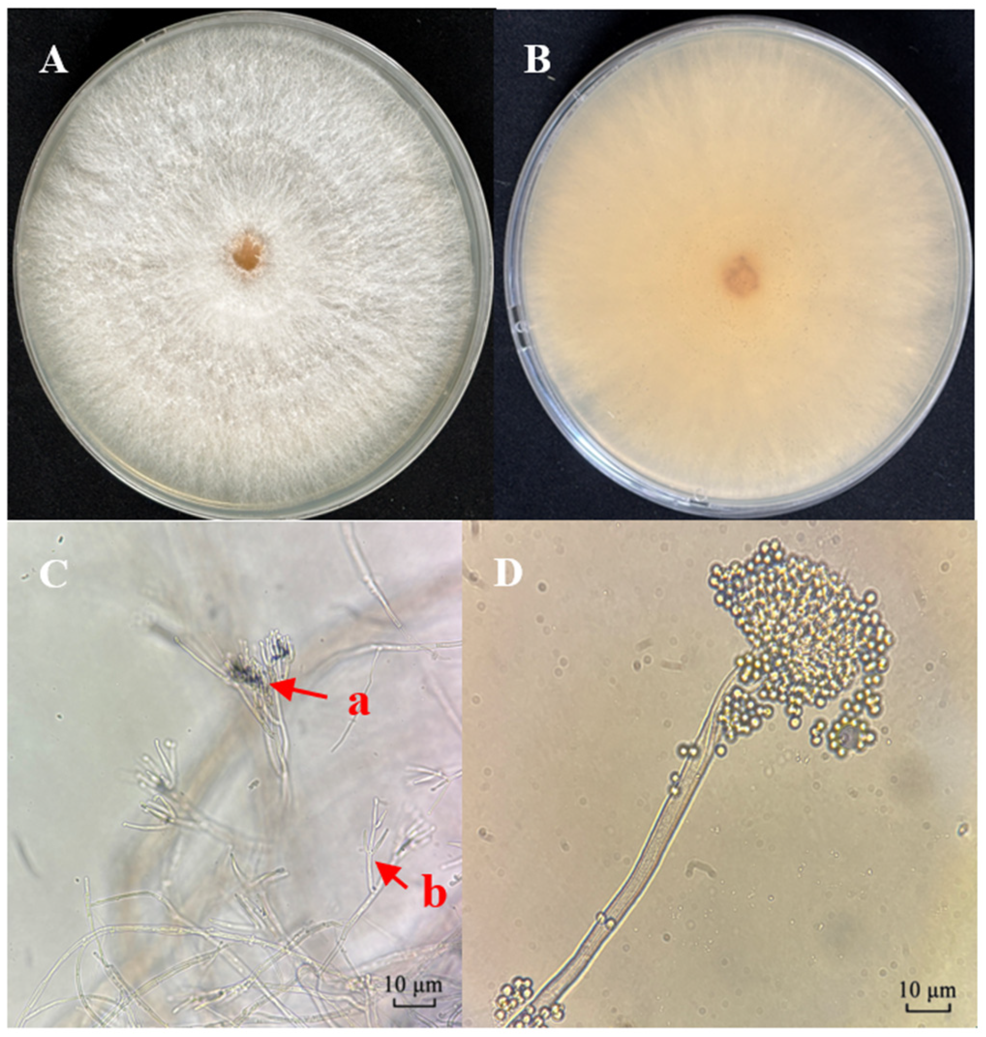 Biology 14 01240 g001 Biology 14 01240 g001