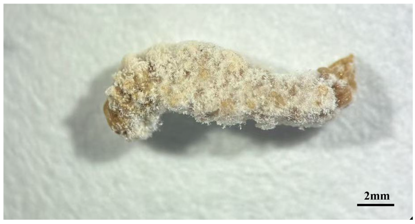 Biology 14 01240 g003 Biology 14 01240 g003