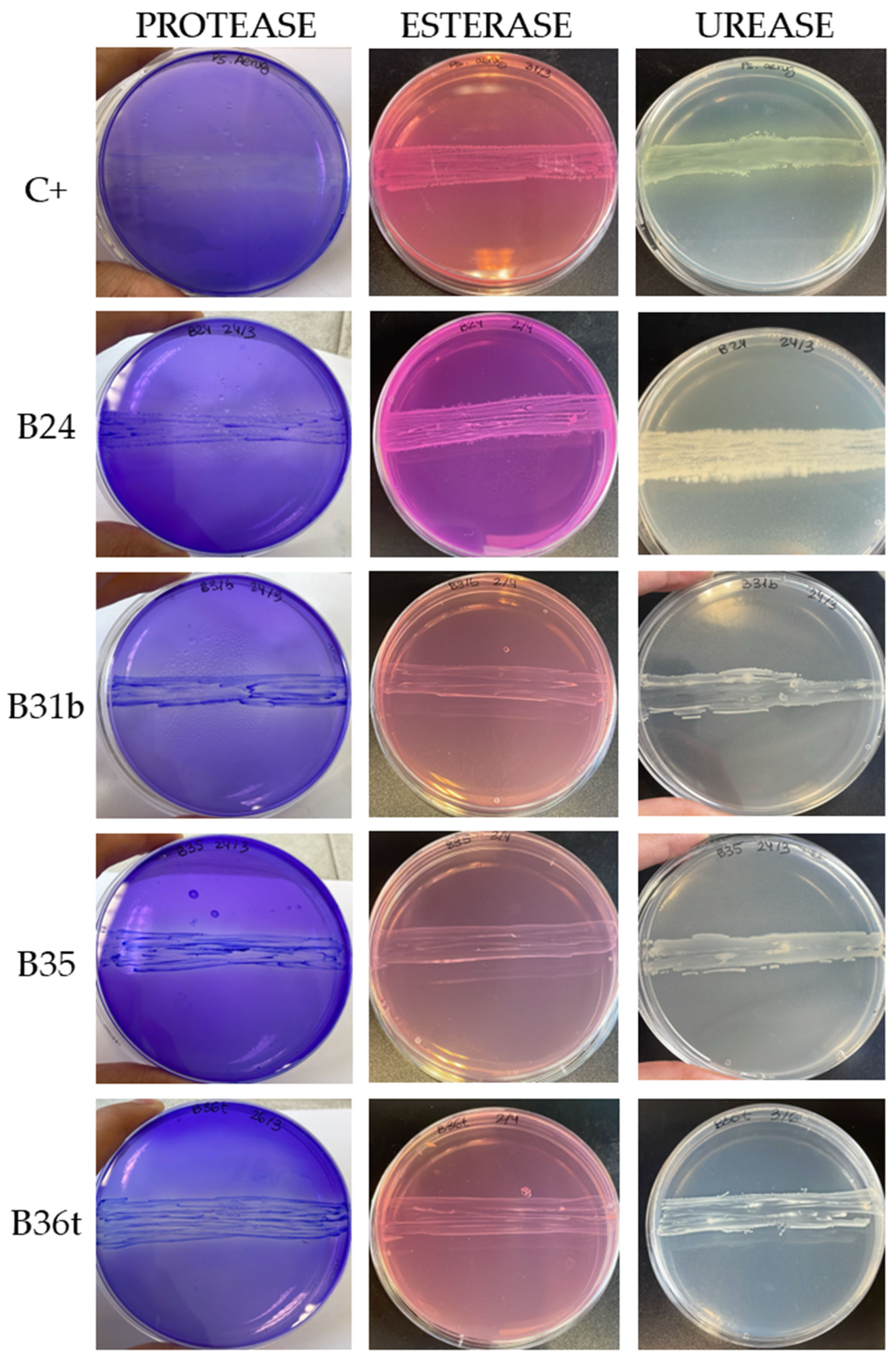 Biology 14 01307 g006 Biology 14 01307 g006