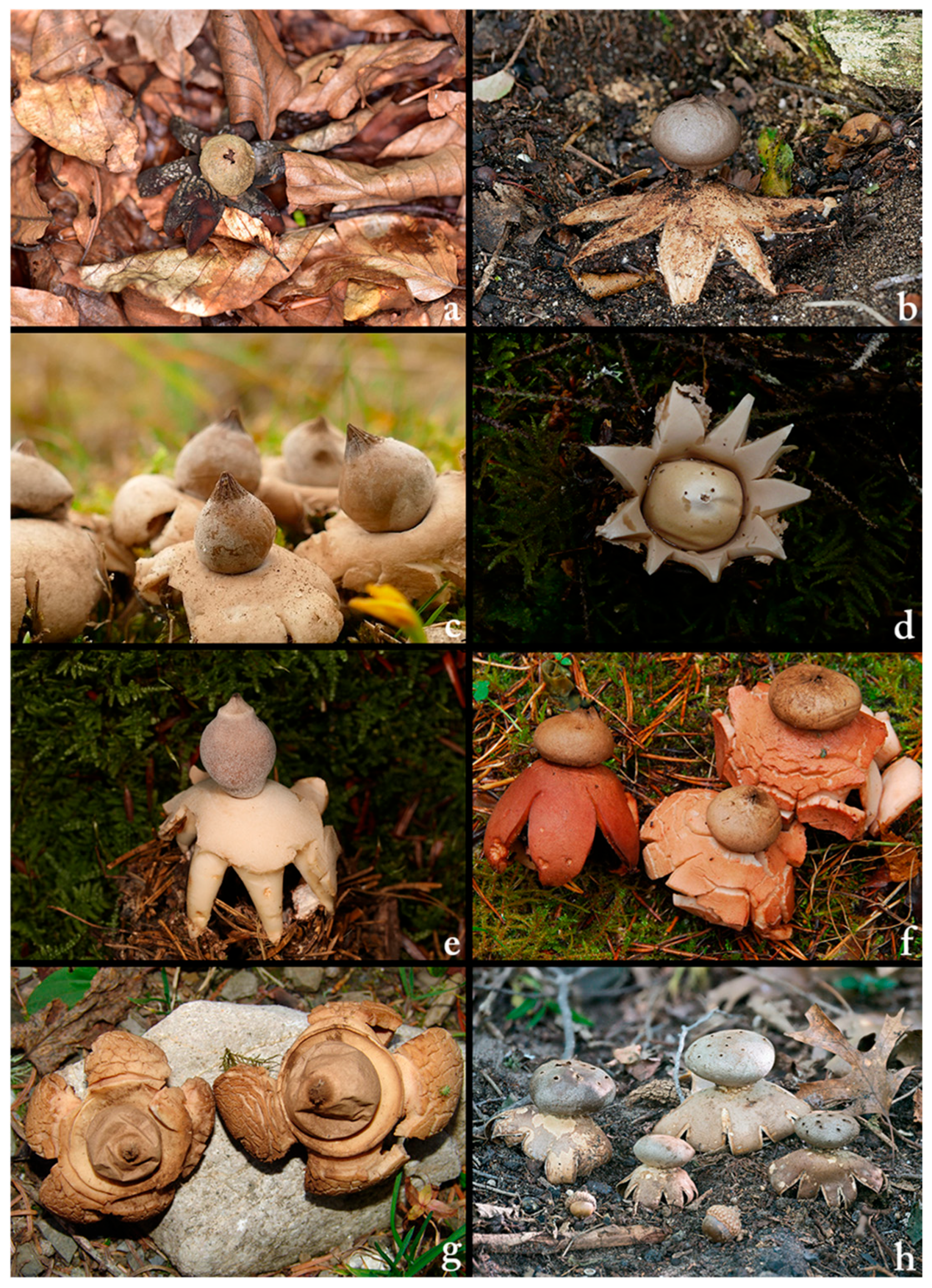 Biology 14 01313 g001