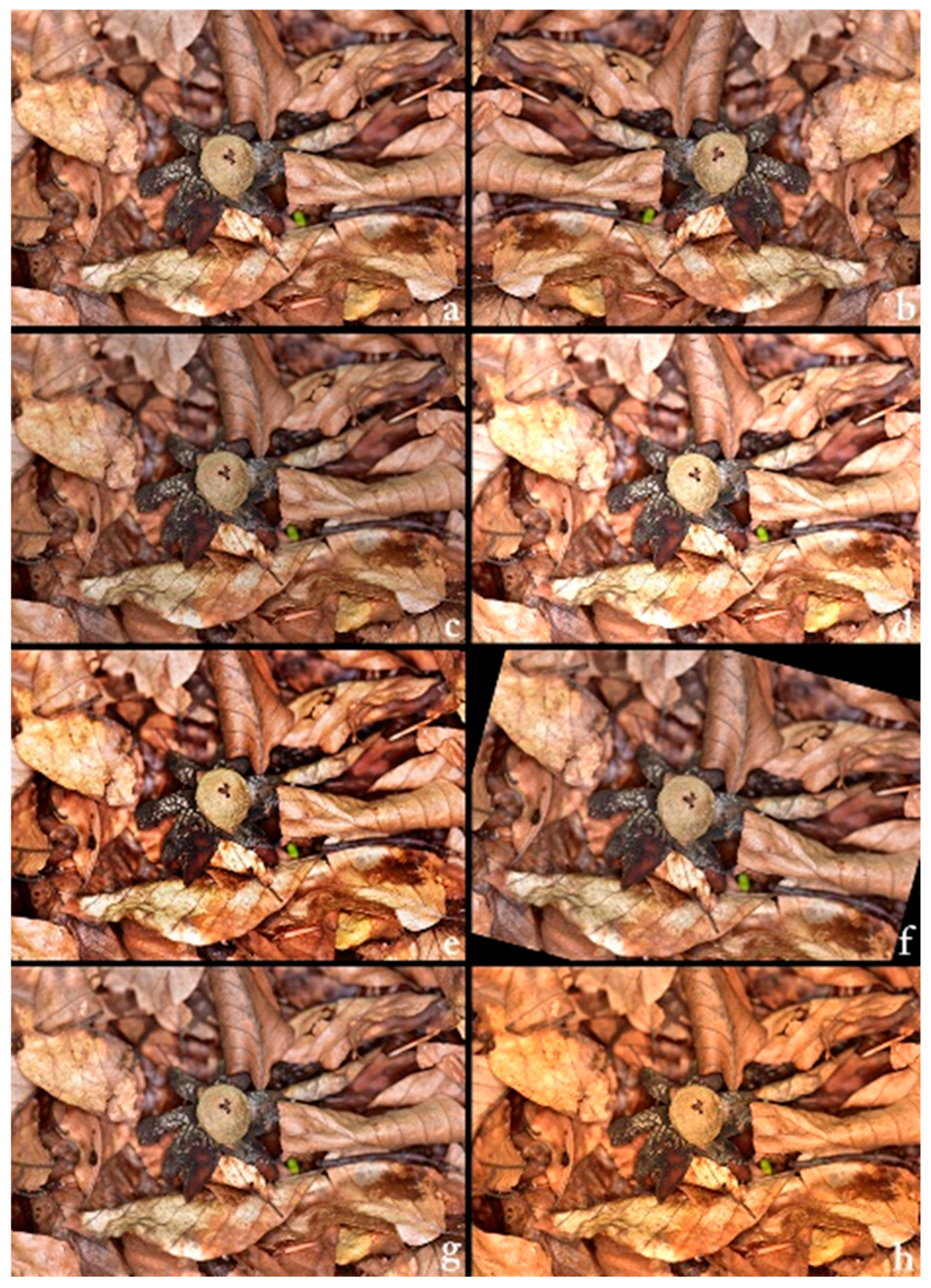 Biology 14 01313 g002