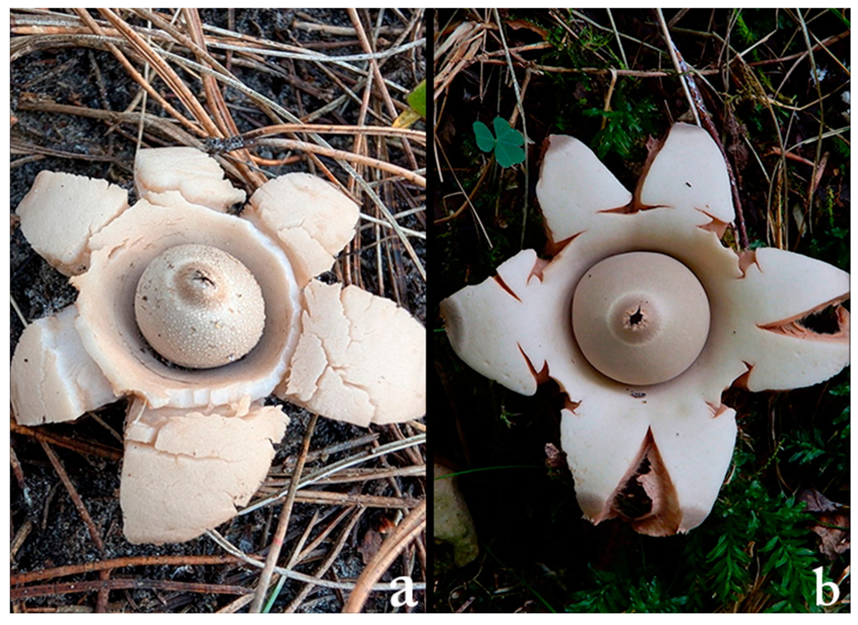 Biology 14 01313 g019