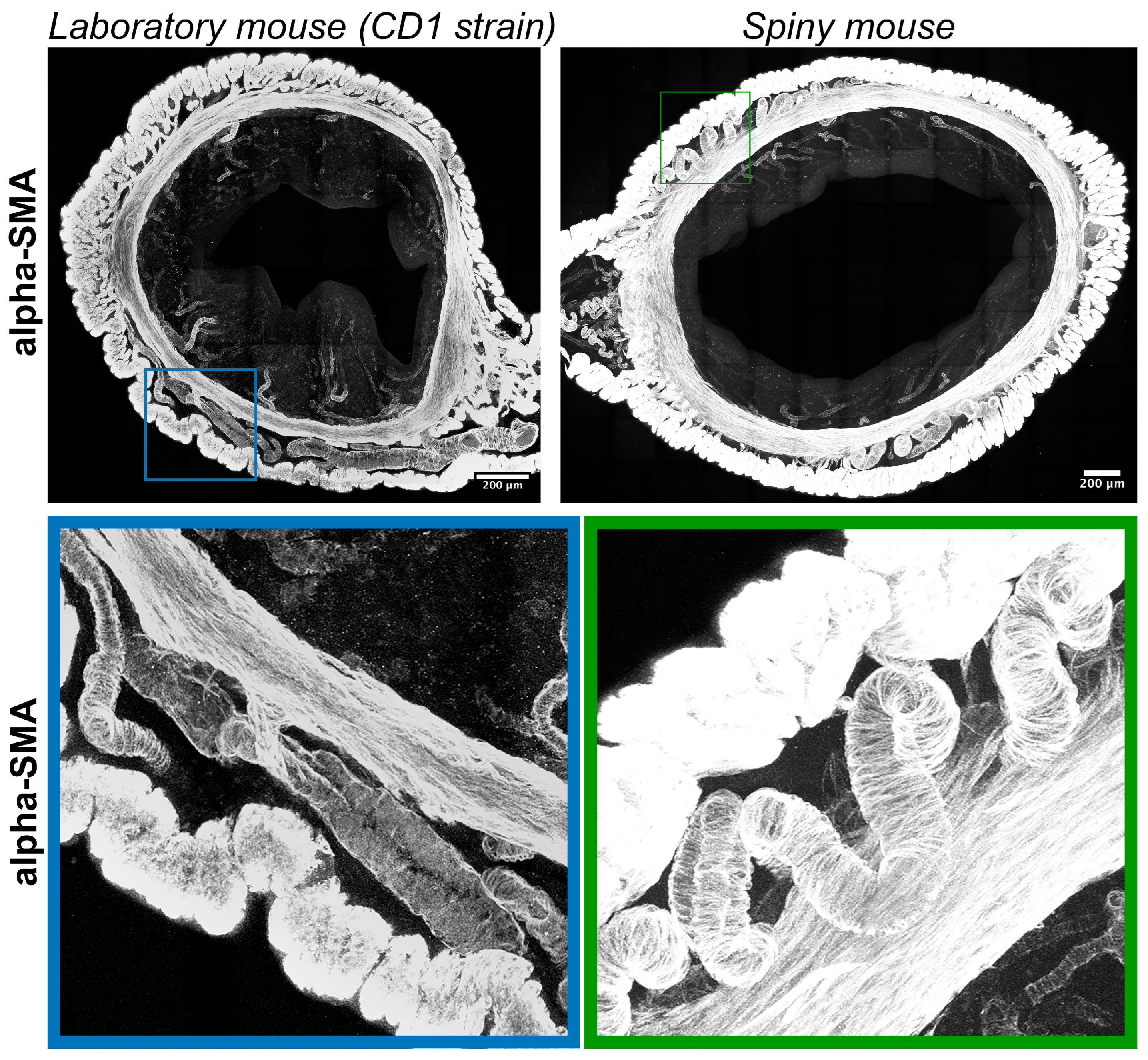 Biology 14 01365 g006