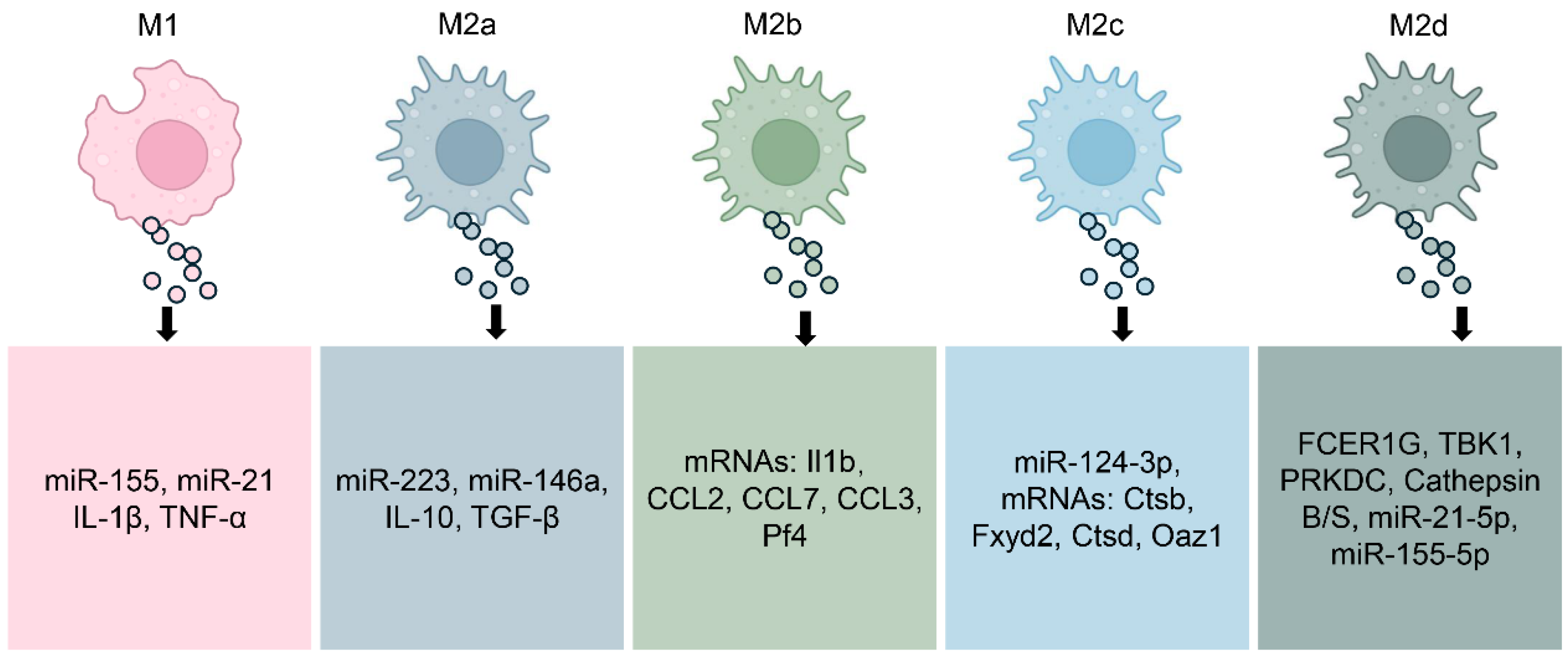 Biology 14 01371 g002
