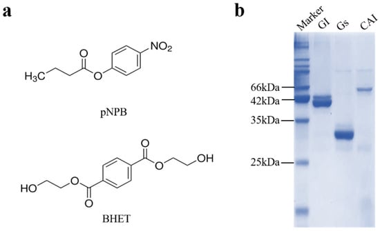 Biology 14 01387 g001