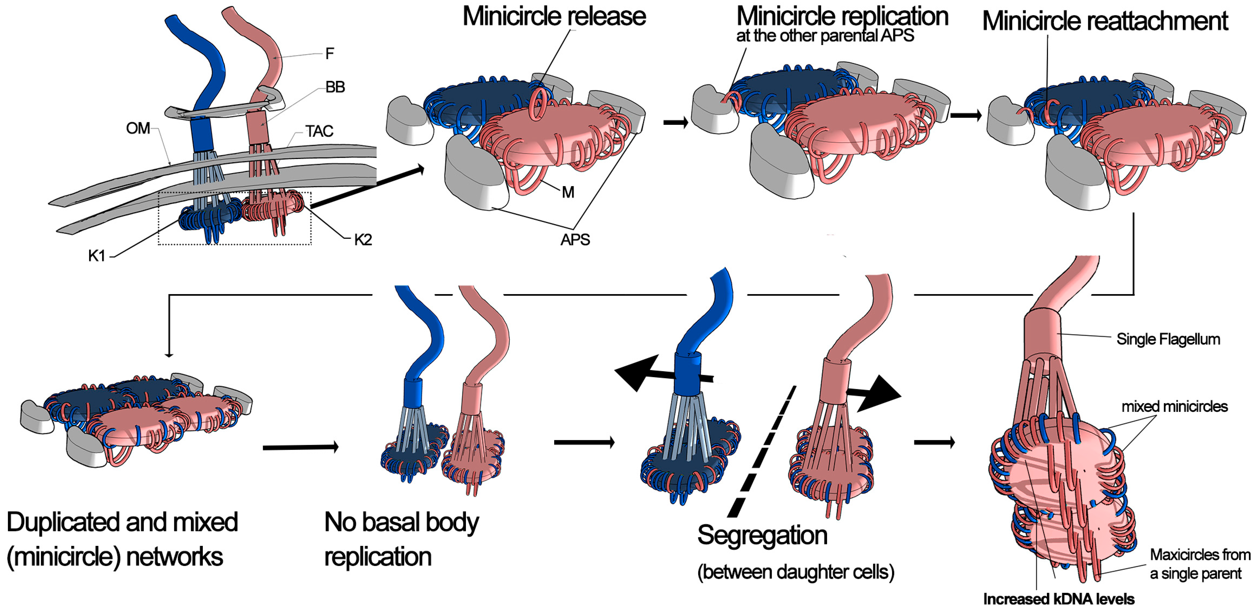 Biology 14 01394 g005