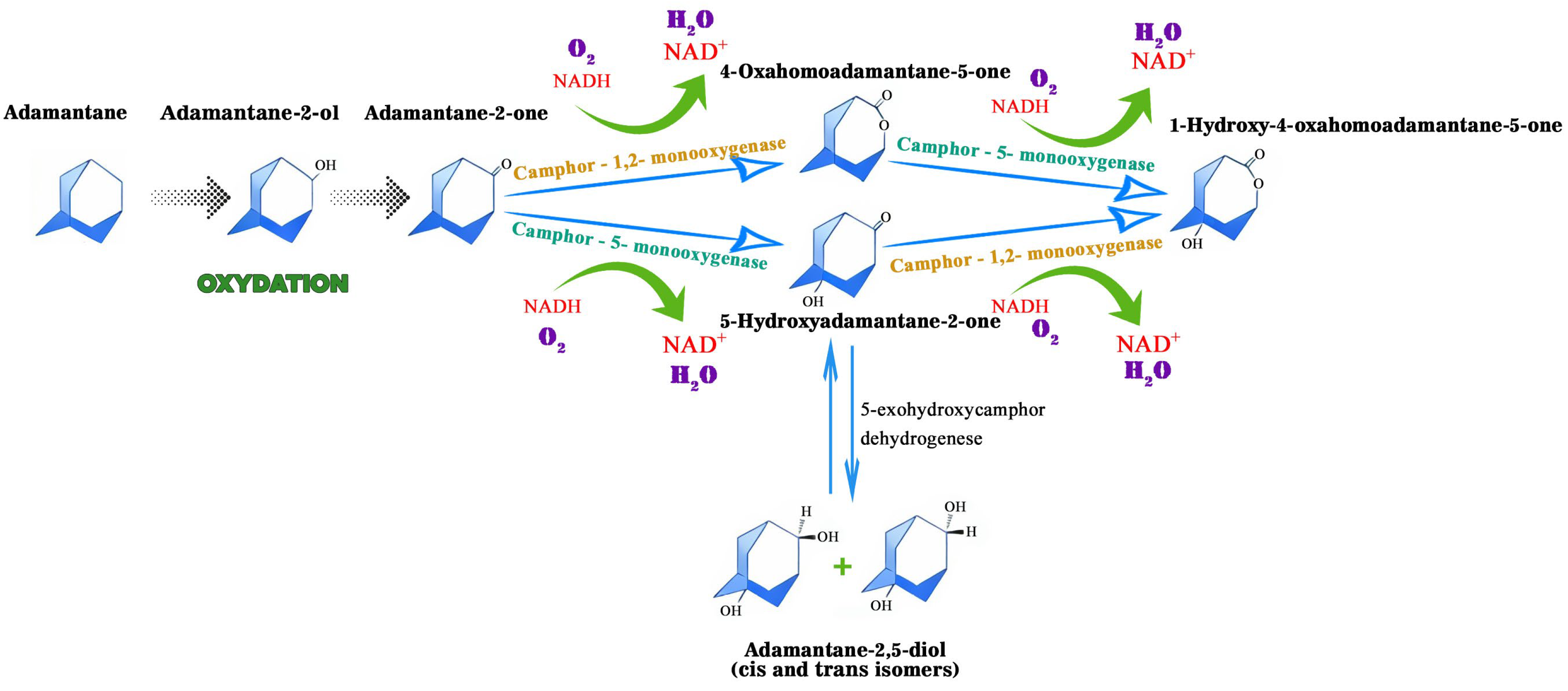 Biology 14 01429 g002