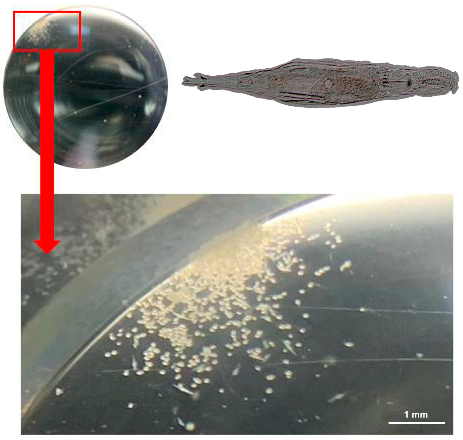 Biology 14 01507 g002 Biology 14 01507 g002