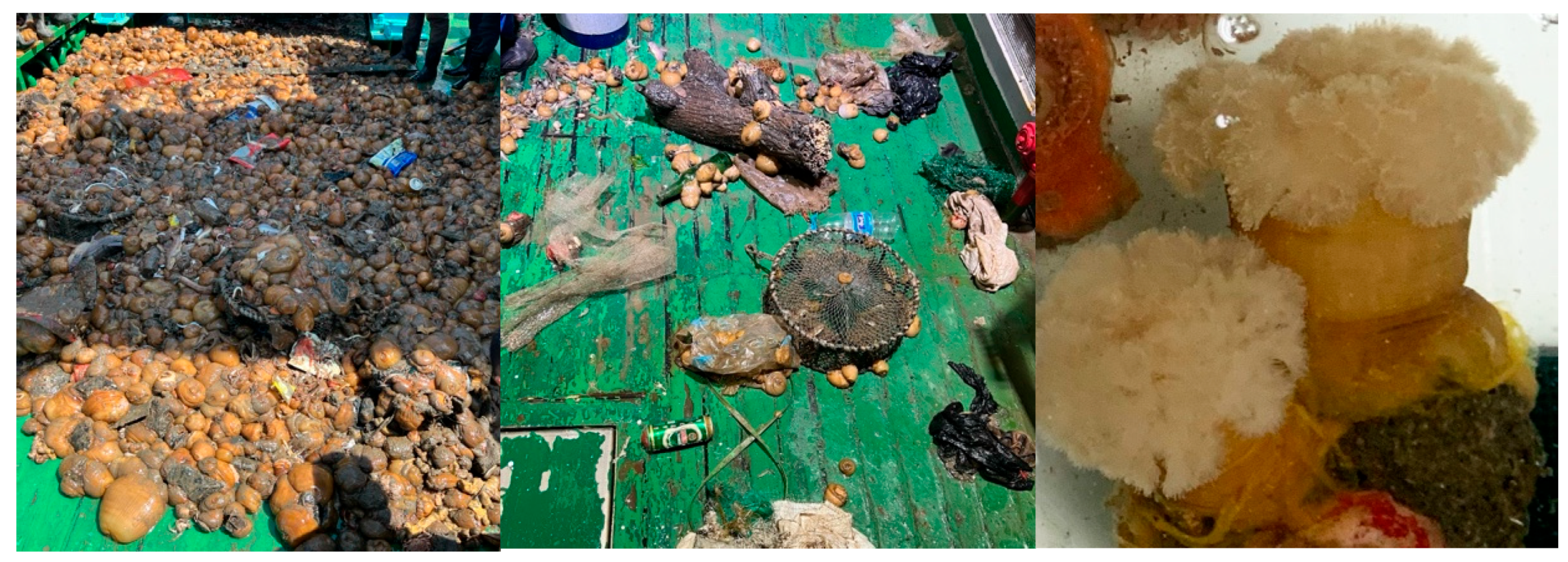 Biology 14 01508 g001