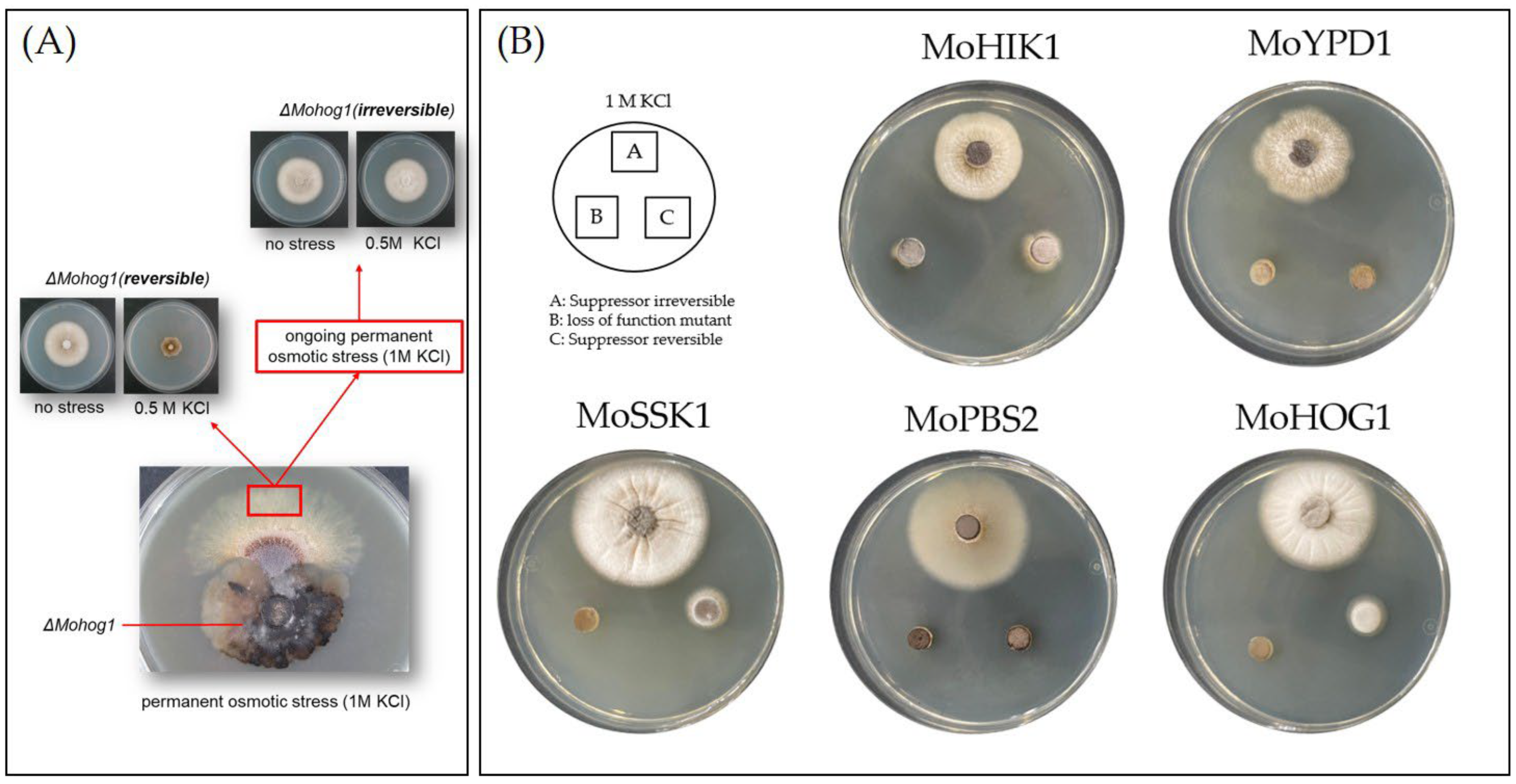 Biology 14 01545 g001
