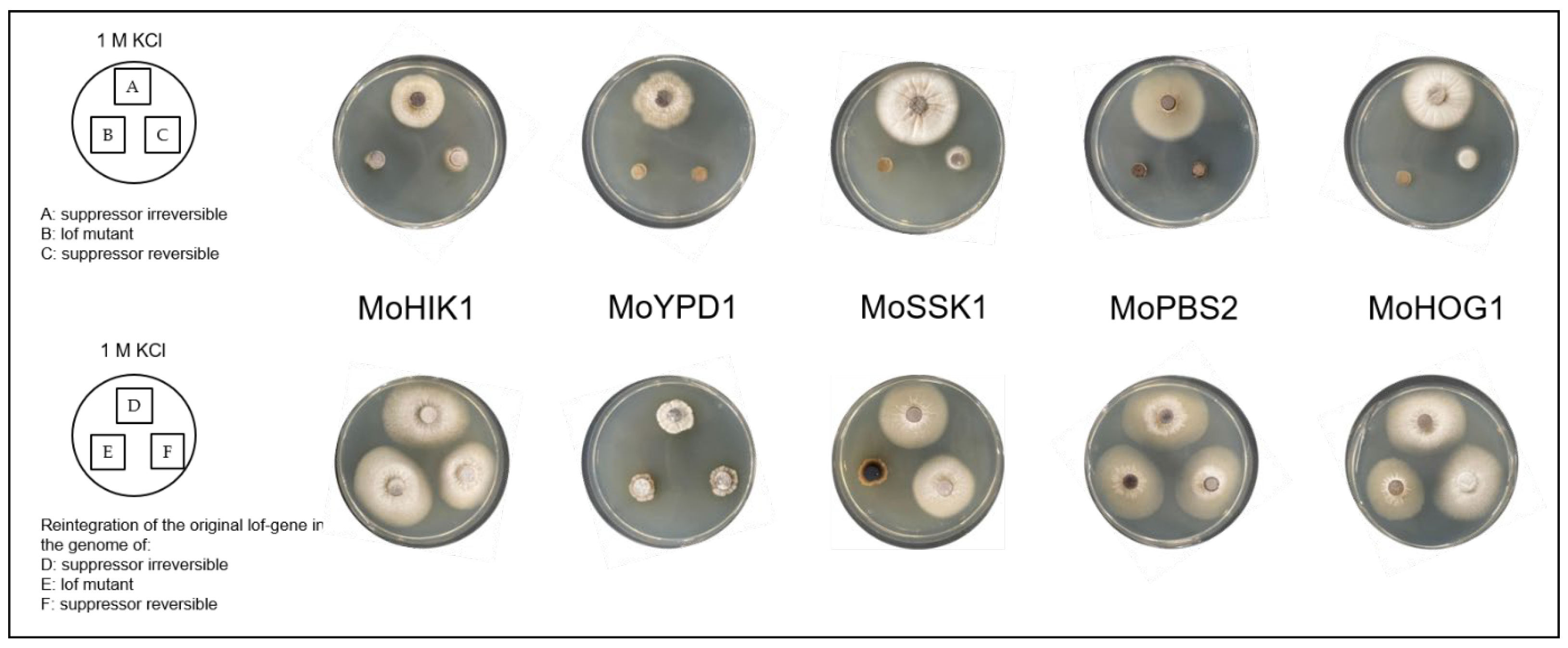 Biology 14 01545 g005