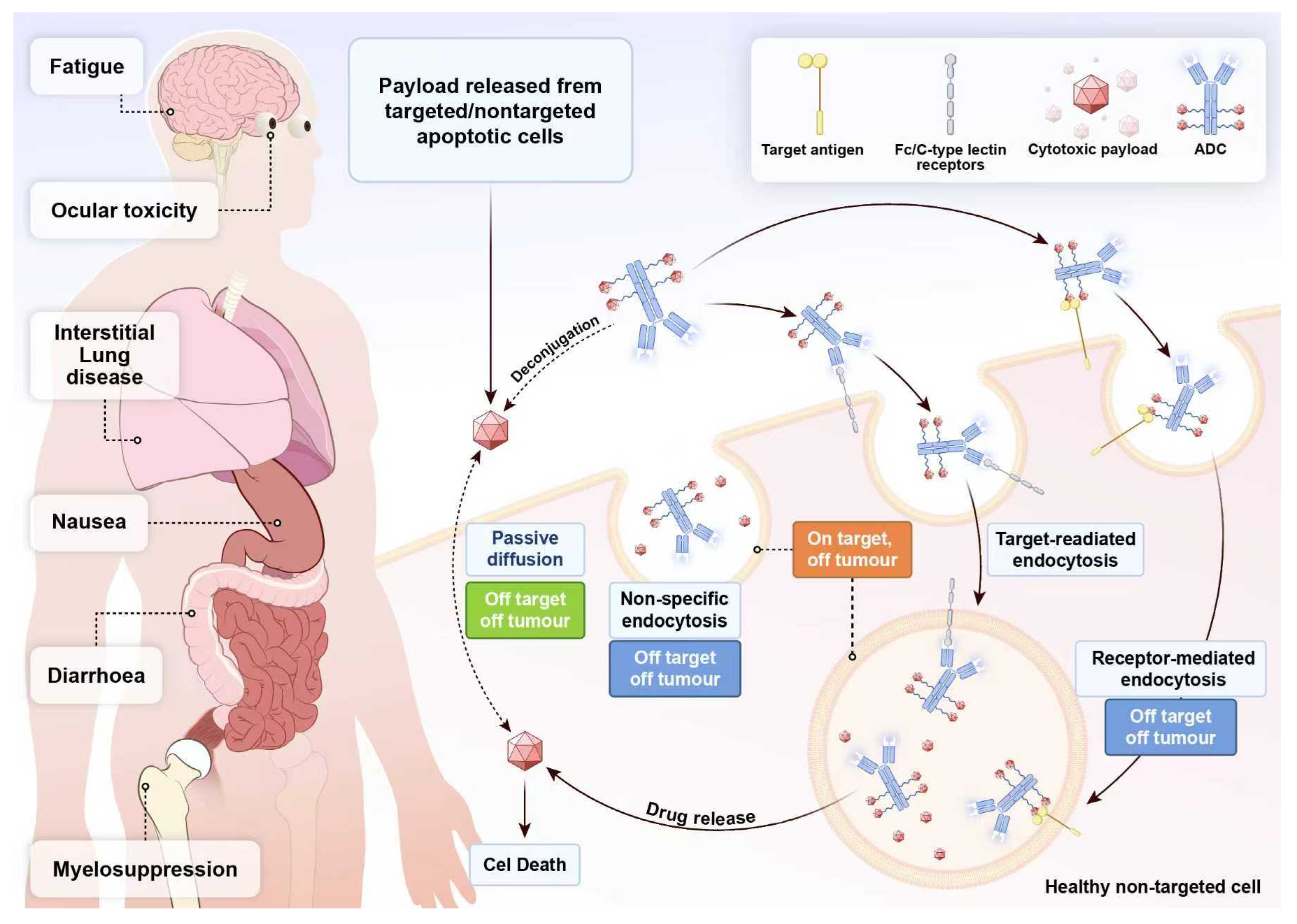 Biology 14 01677 g004