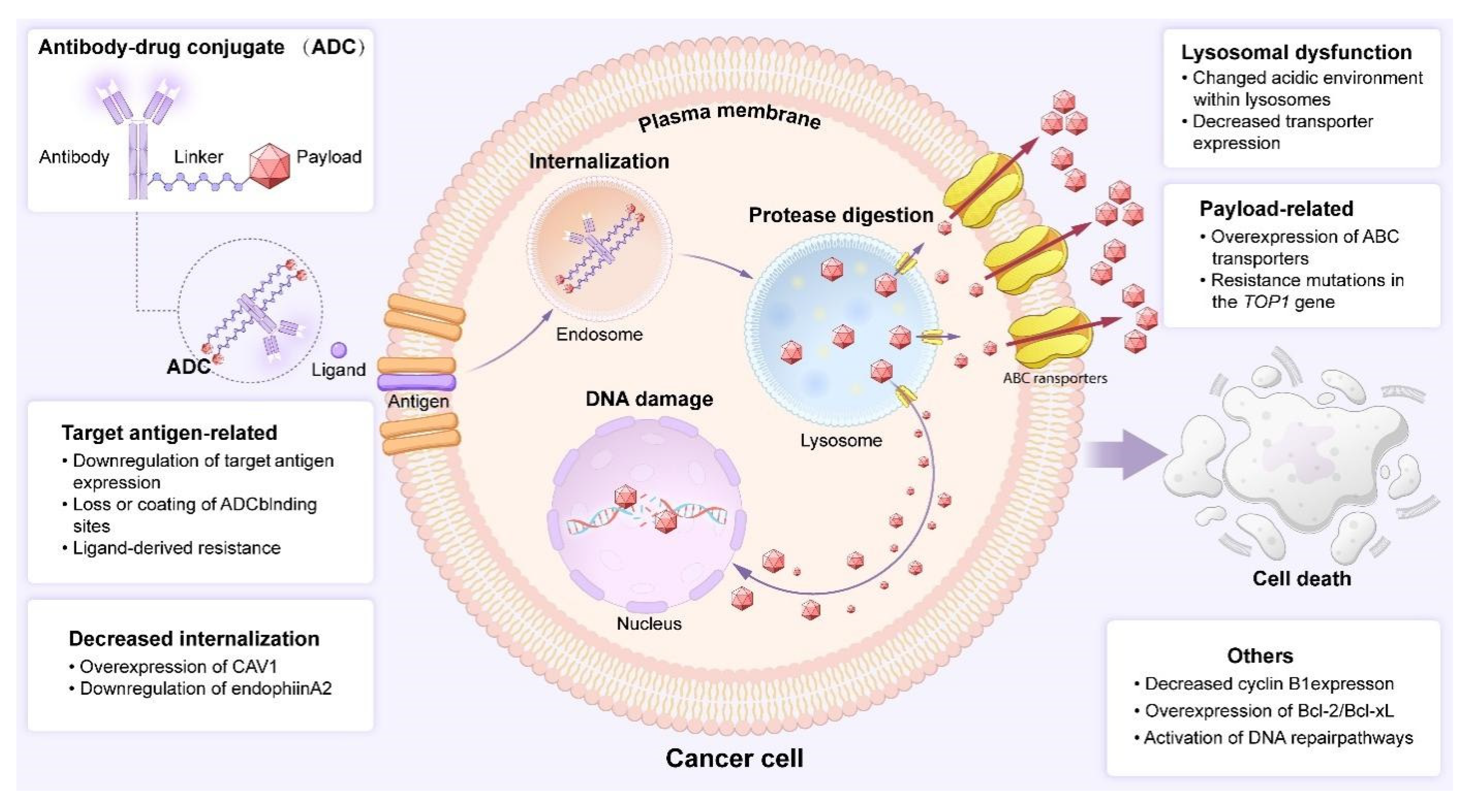 Biology 14 01677 g005