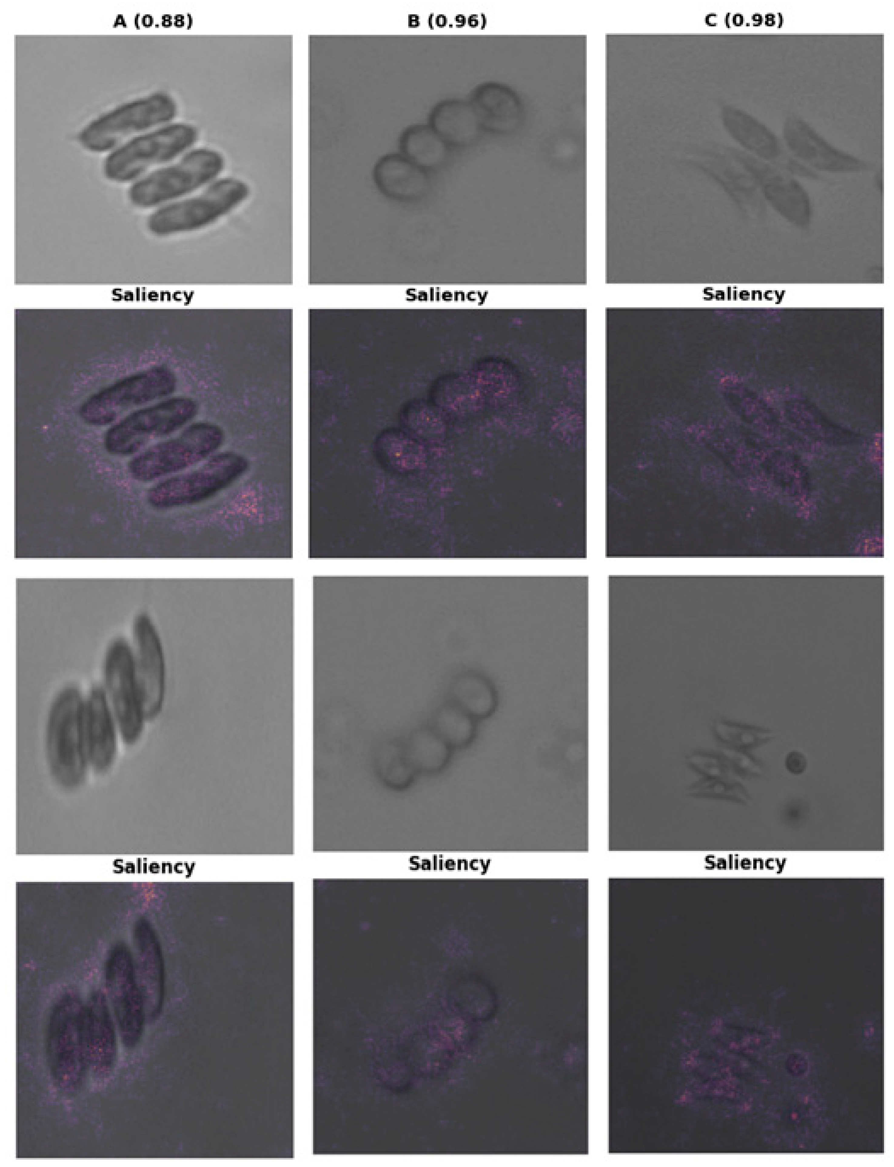 Biology 15 00099 g008 Biology 15 00099 g008