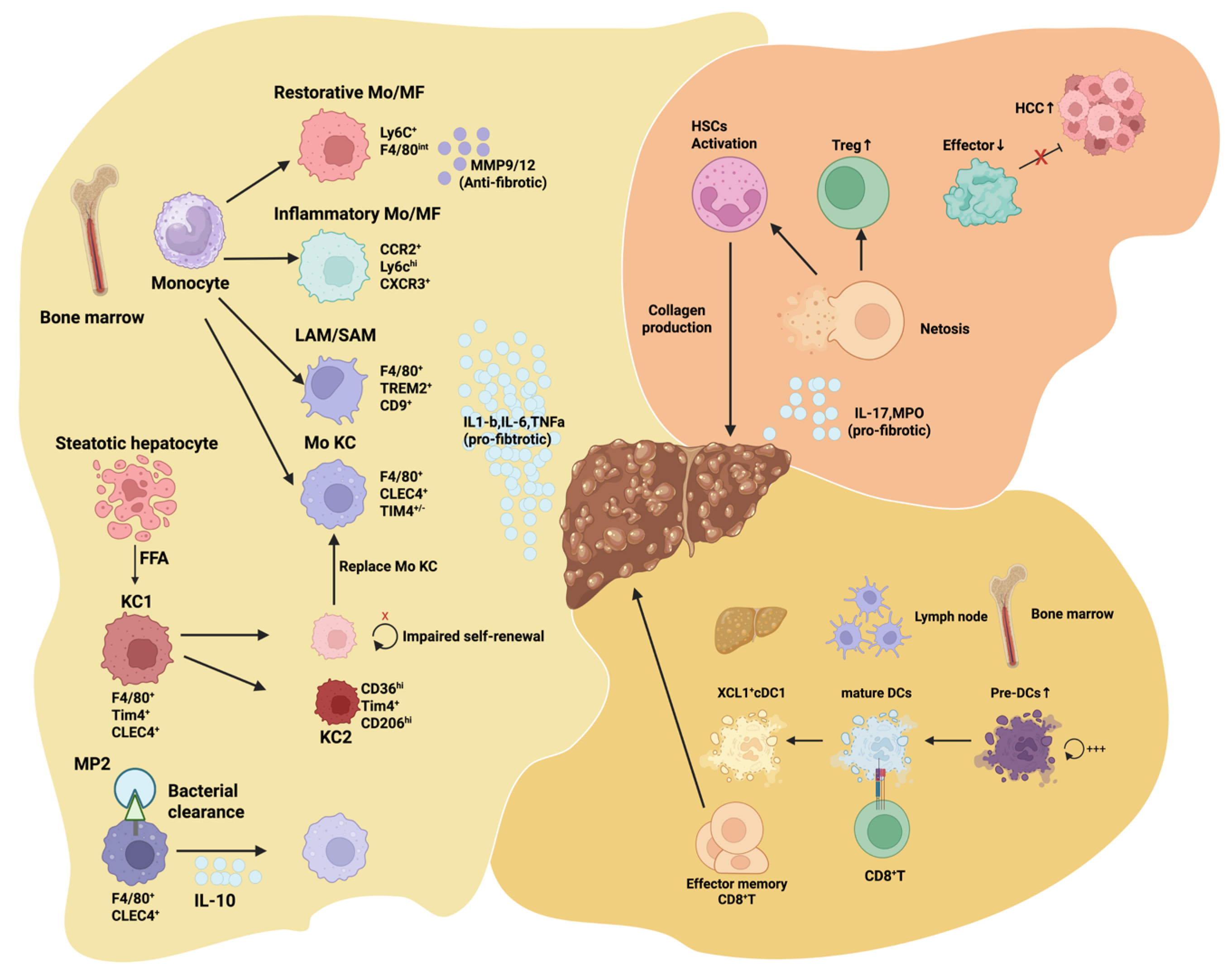 Biology 15 00148 g001 Biology 15 00148 g001