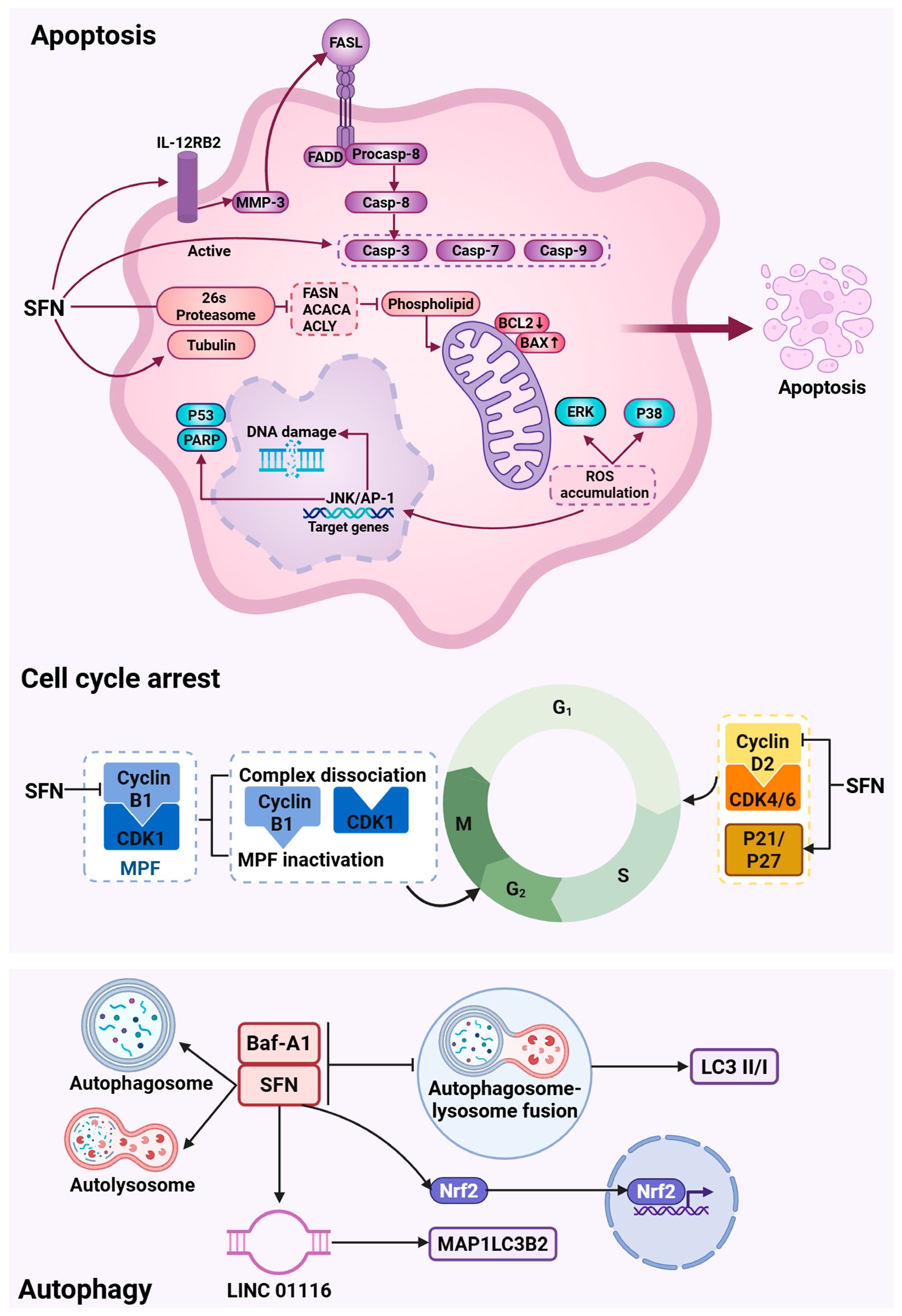 Biology 15 00167 g002