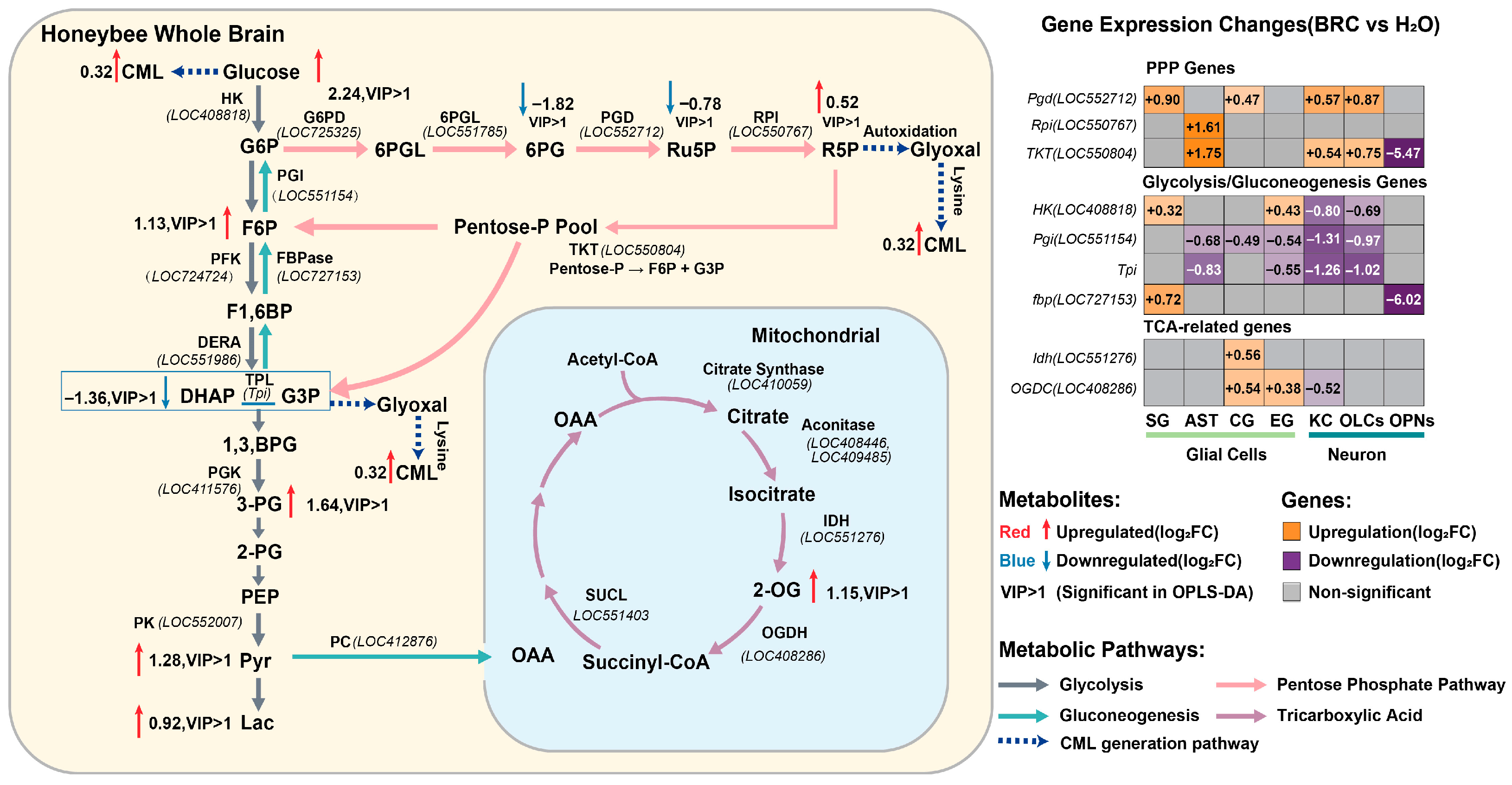 Biology 15 00174 g005 Biology 15 00174 g005