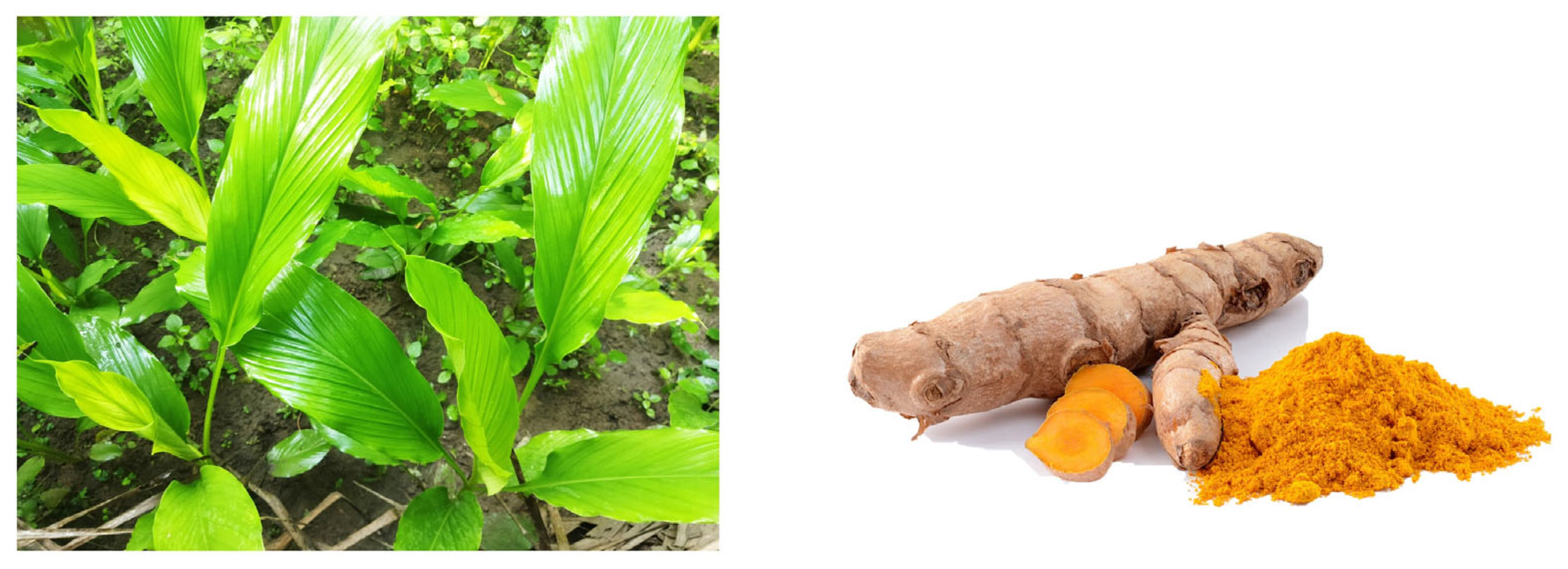 Biology 15 00191 g006