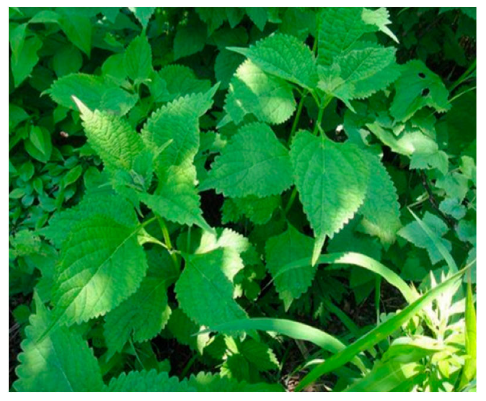 Biology 15 00191 g007