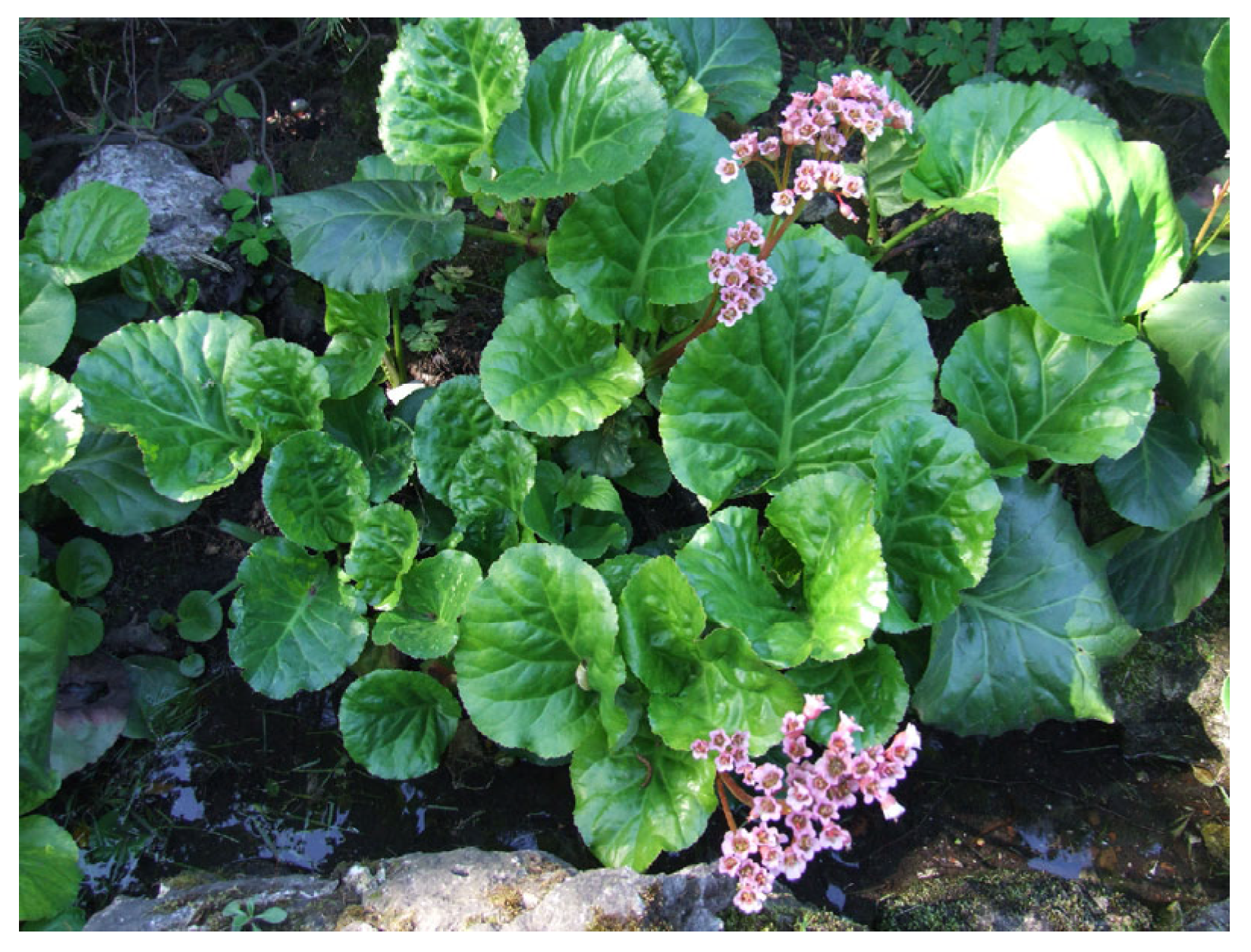 Biology 15 00191 g008