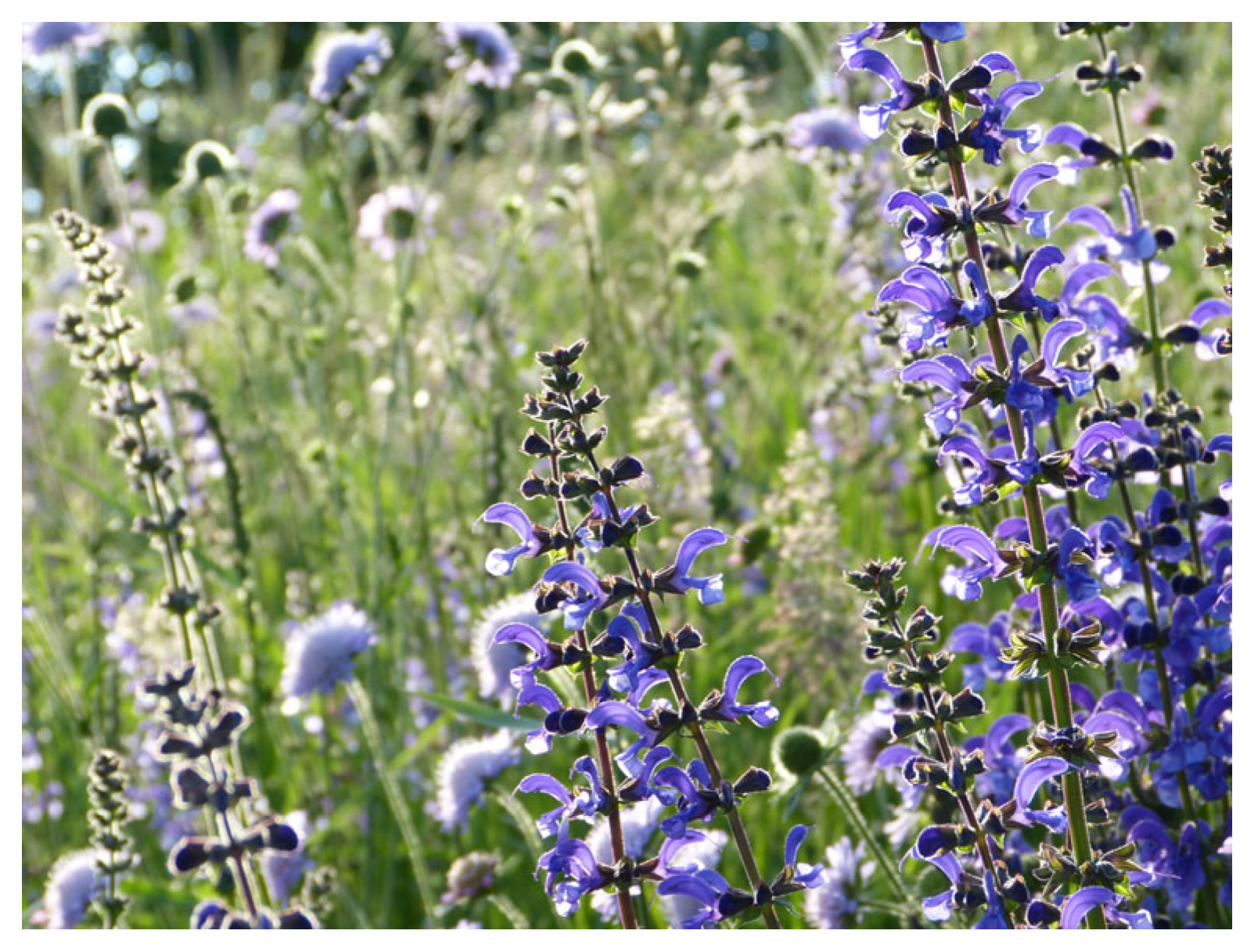 Biology 15 00191 g009