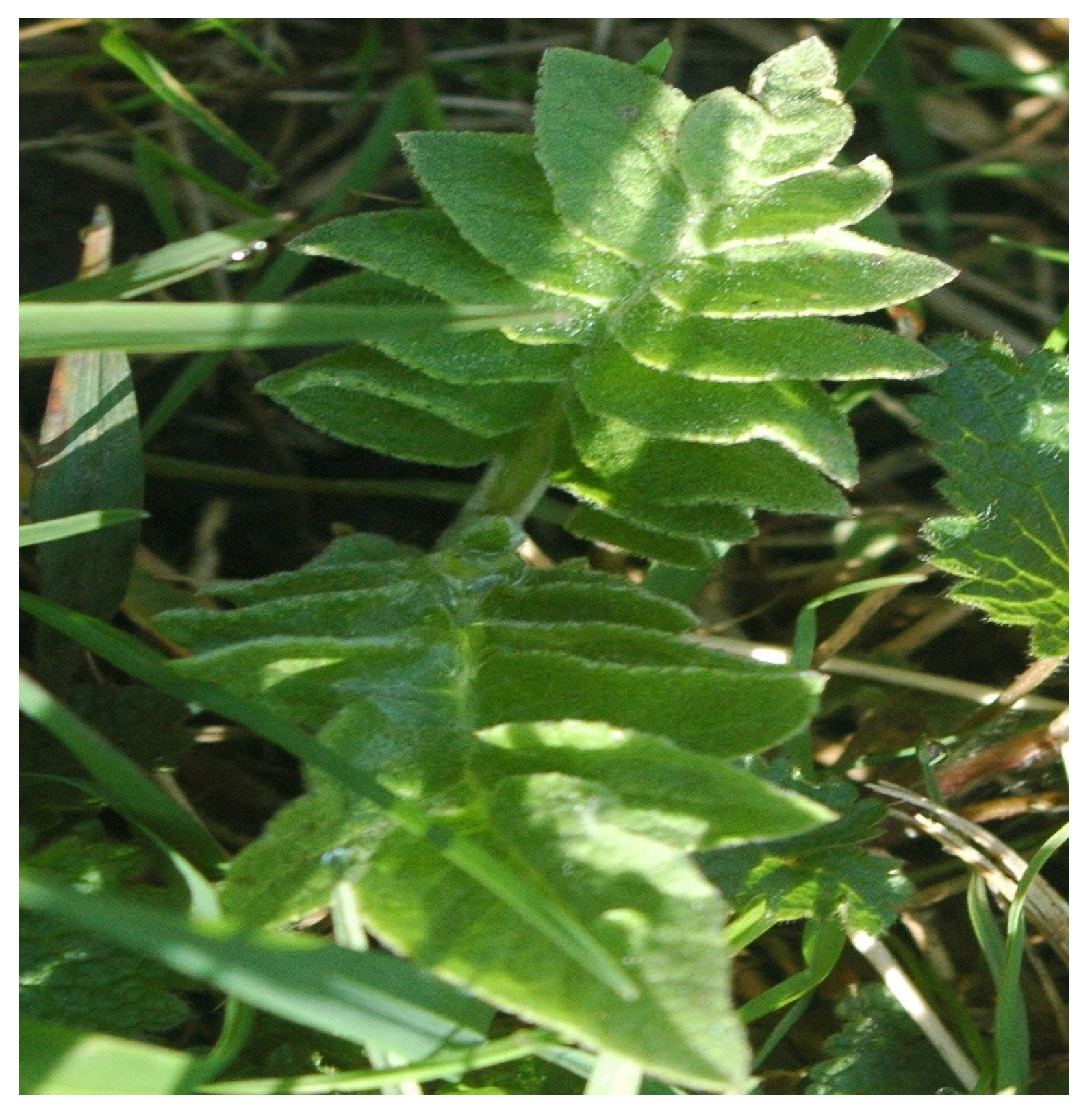 Biology 15 00191 g010