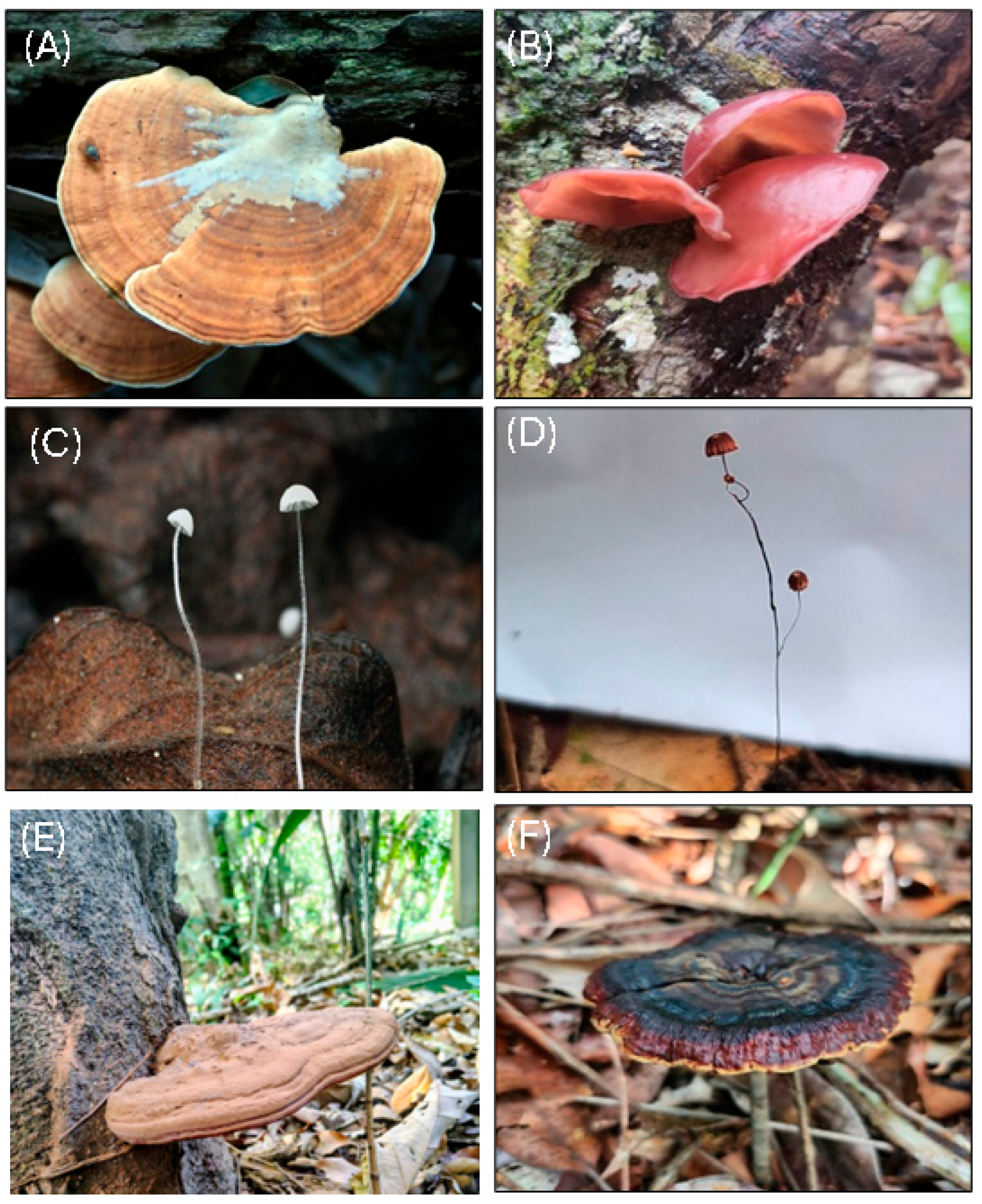 Biology 15 00261 g003 Biology 15 00261 g003