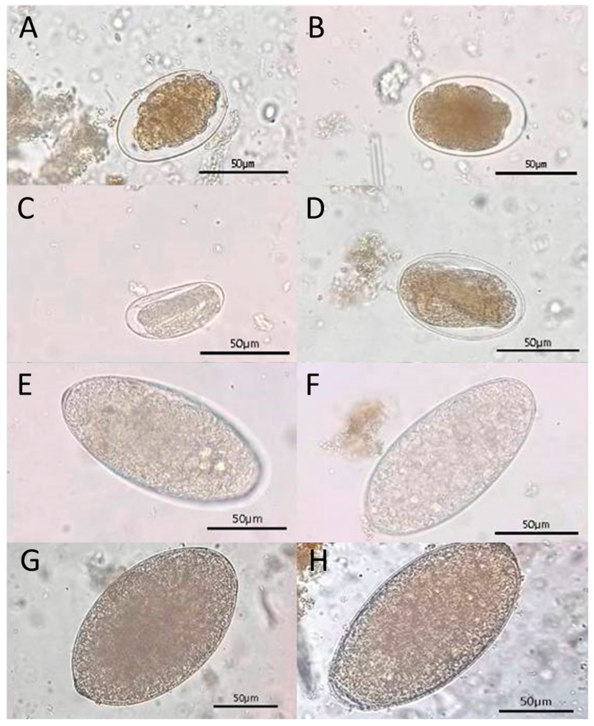 Biology 15 00313 g003 Biology 15 00313 g003