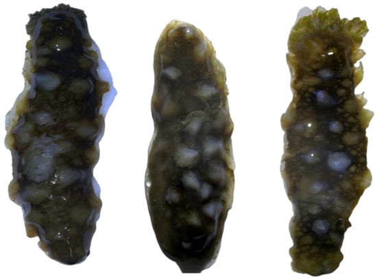 Biology 15 00482 g0a7