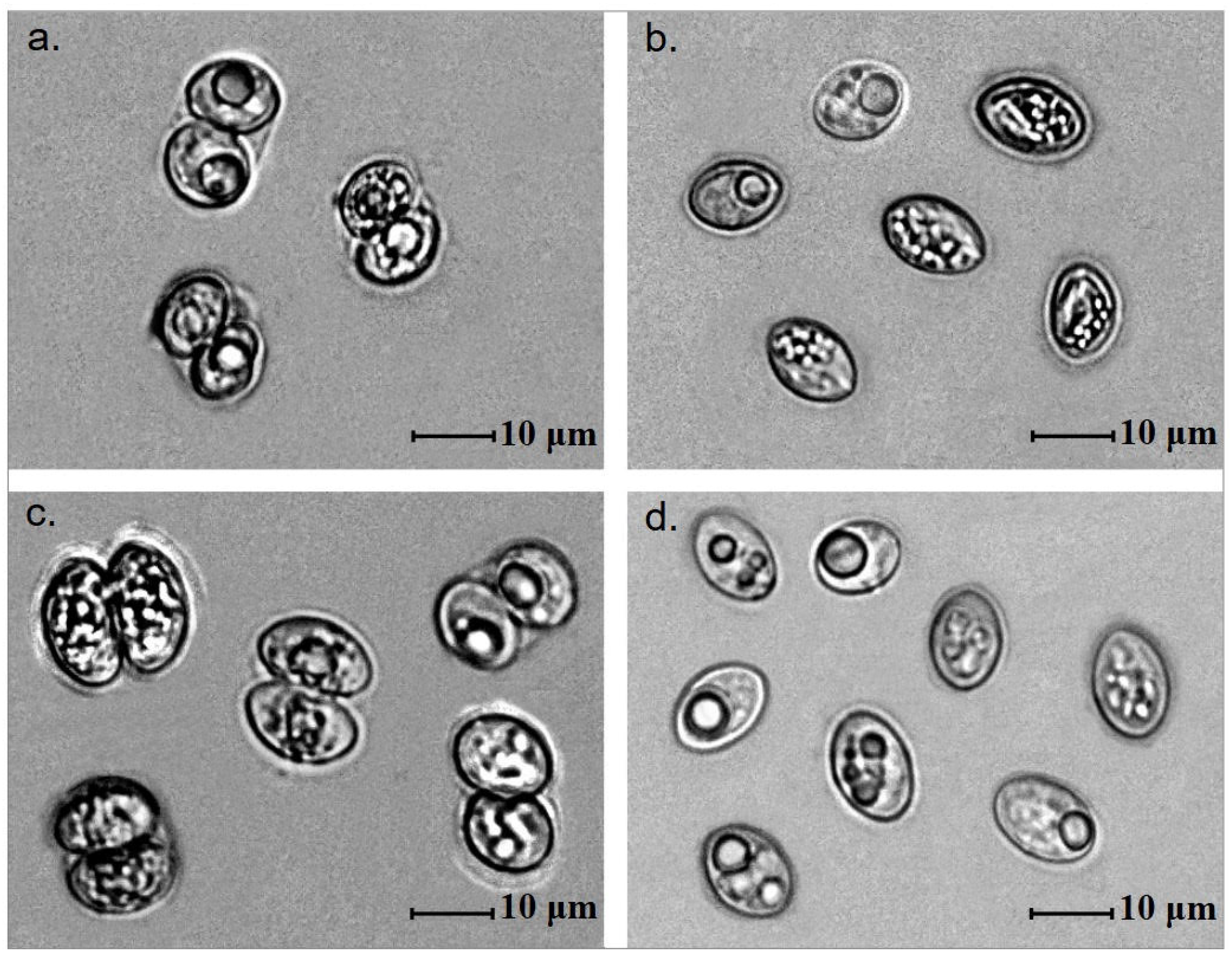 Biology 15 00593 g002 Biology 15 00593 g002